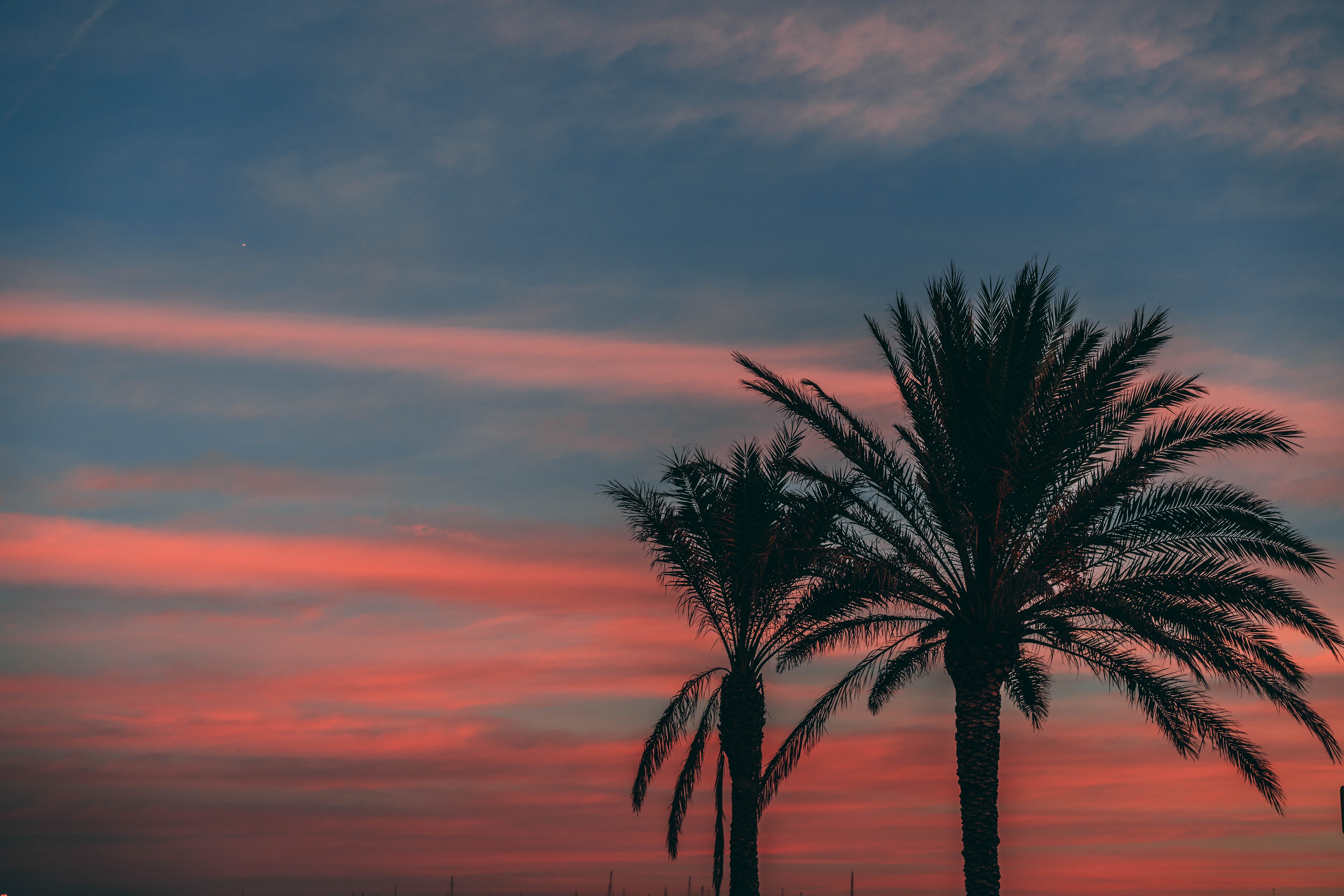 125806 Hintergrundbild herunterladen natur, sunset, sky, übernachtung, palme, palm, geäst, zweige, umrisse, umreißt, tropen - Bildschirmschoner und Bilder kostenlos