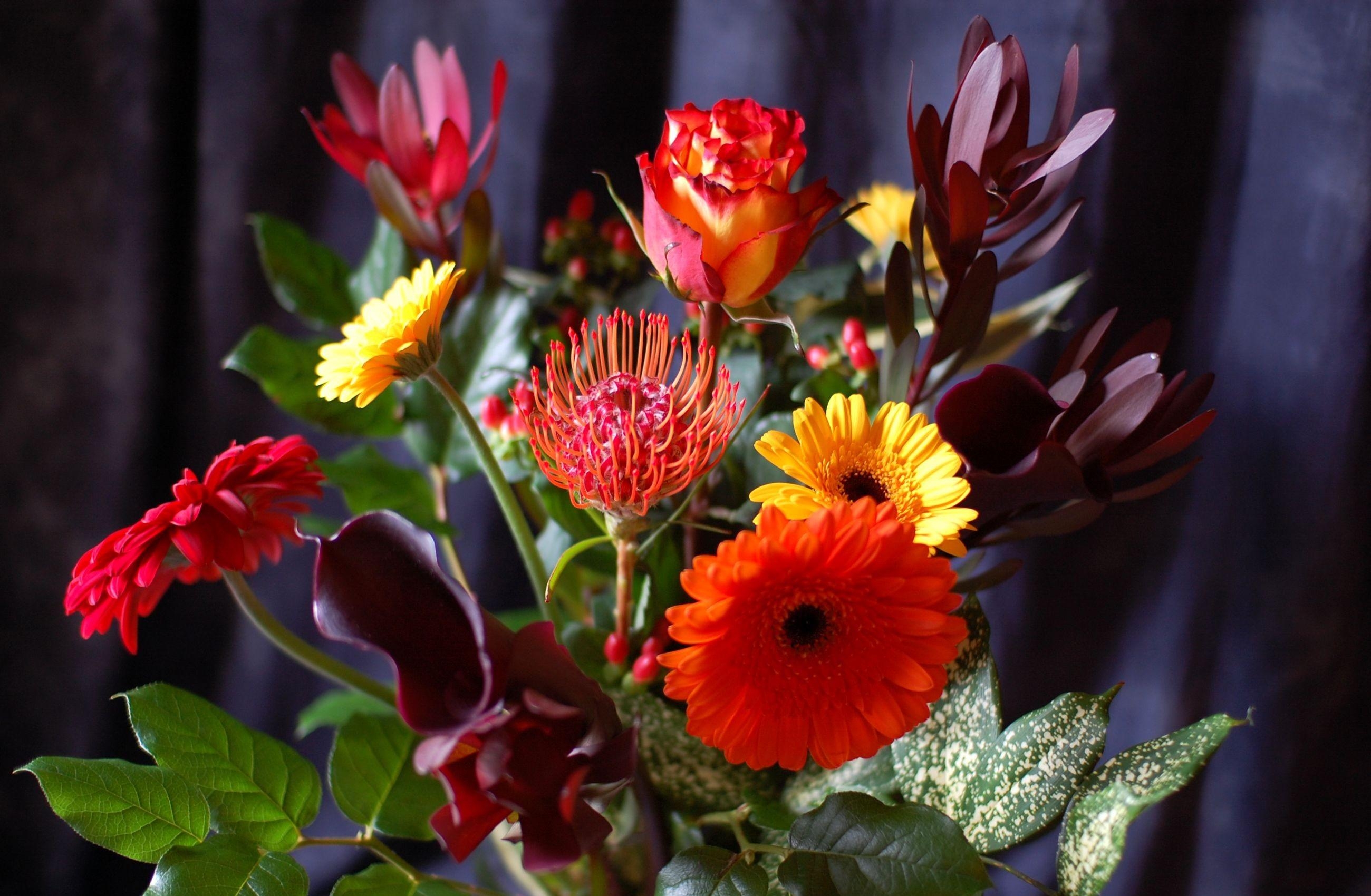 Laden Sie das Blumen, Blätter, Gerbera, Rose, Strauß, Bouquet, Calla, Komposition, Zusammensetzung, Callas-Bild kostenlos auf Ihren PC-Desktop herunter
