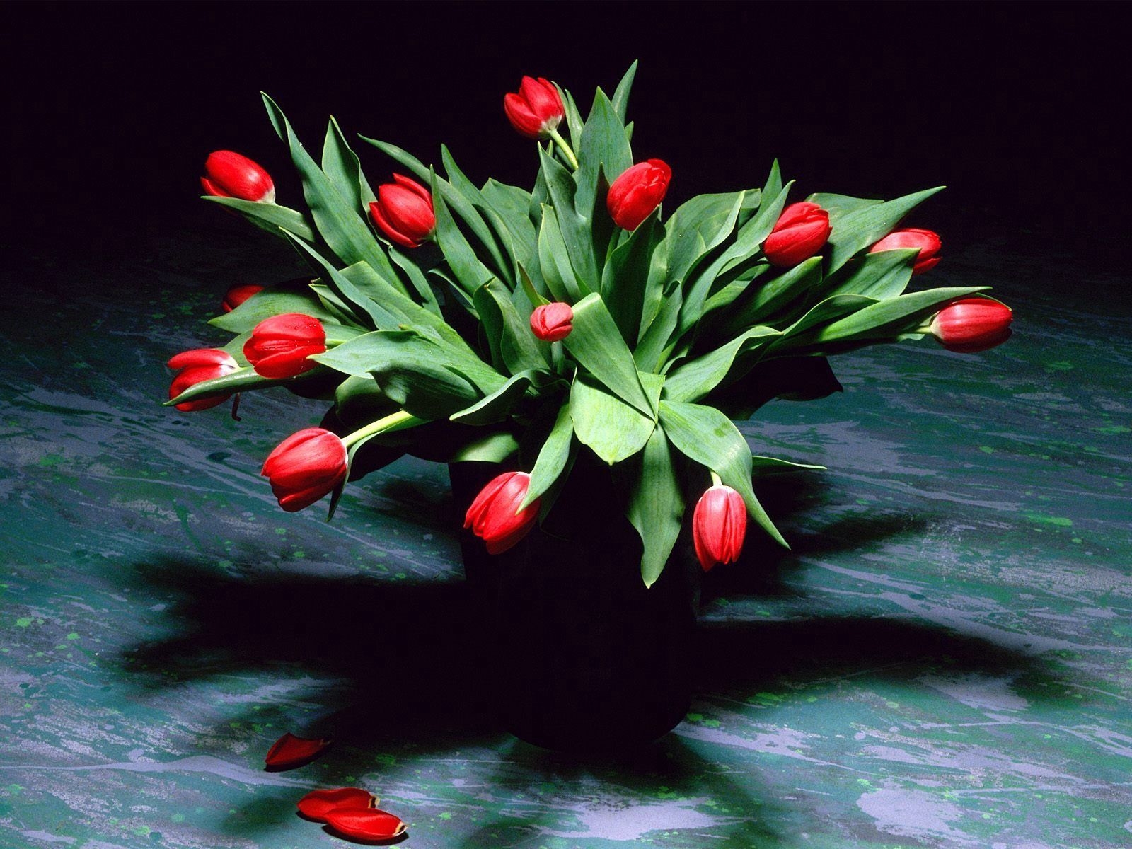 petals, shadow, tulips, flowers Vase HD Android Wallpapers
