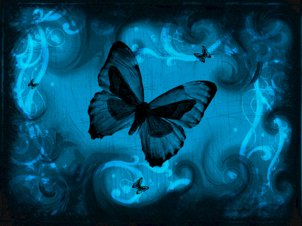 Butterfly  Free Stock Photos