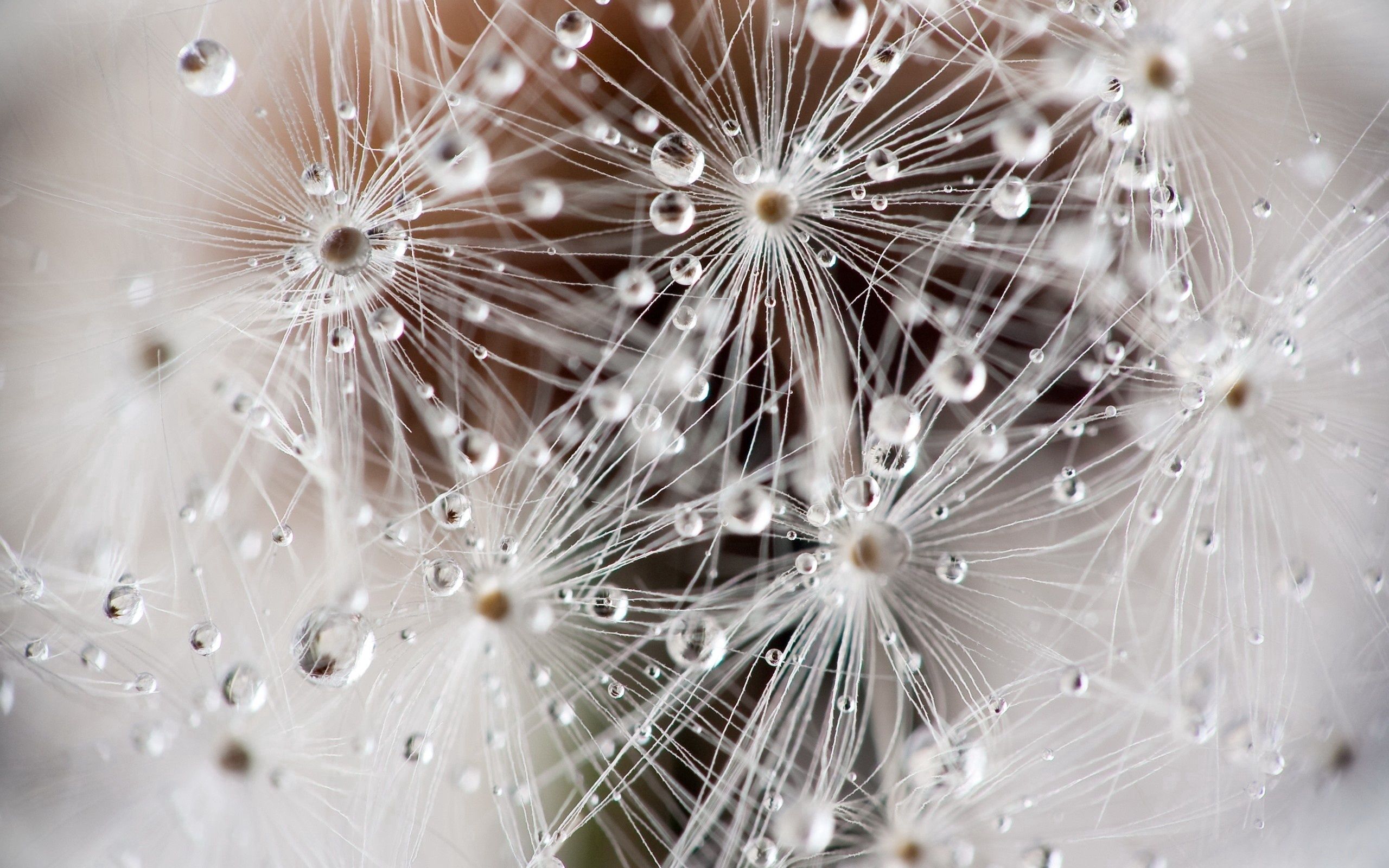 drops, macro, dandelion, fluff, fuzz, seeds, seed for android