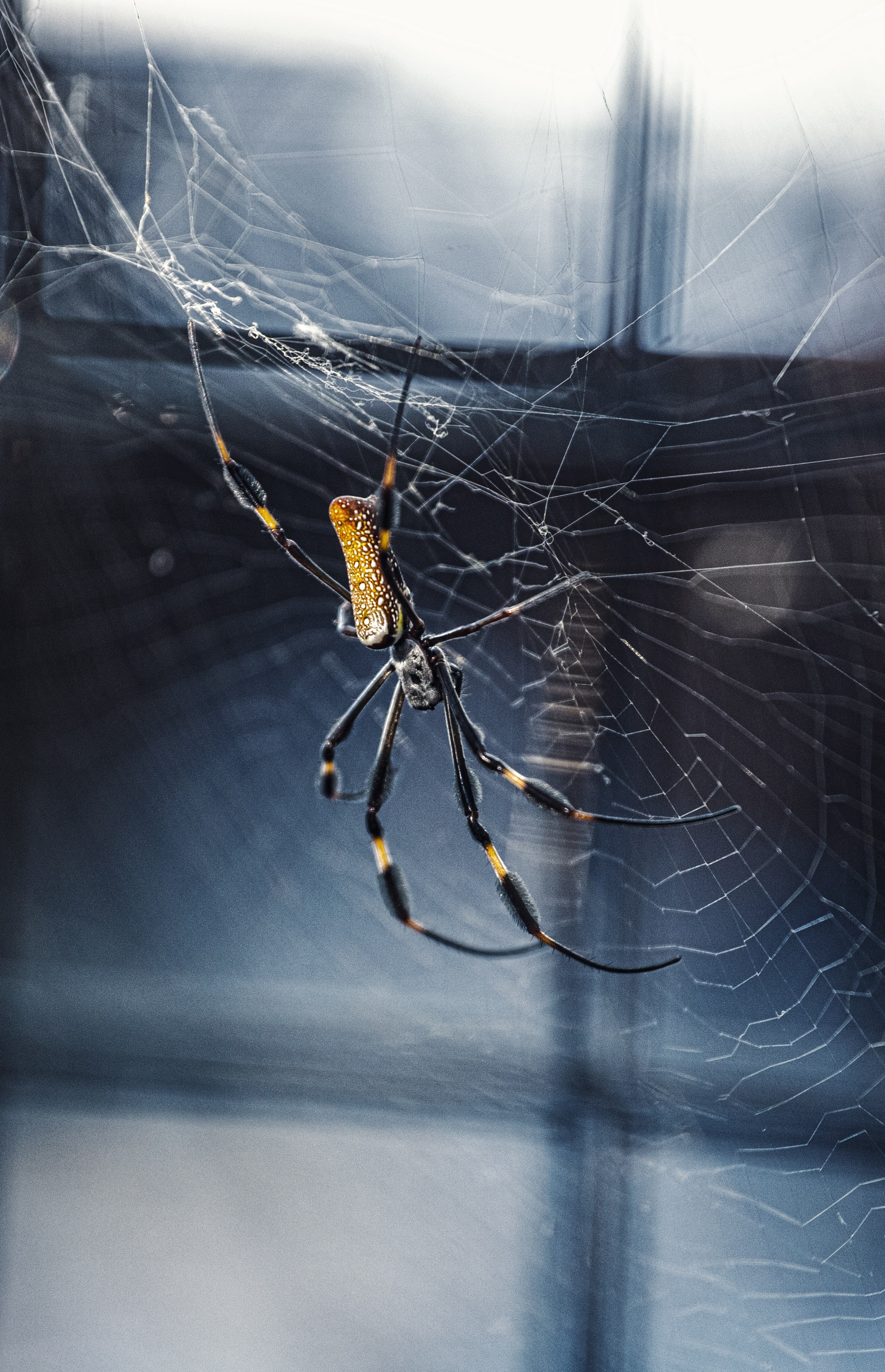web, macro, insect, spider, weaving, braiding Full HD