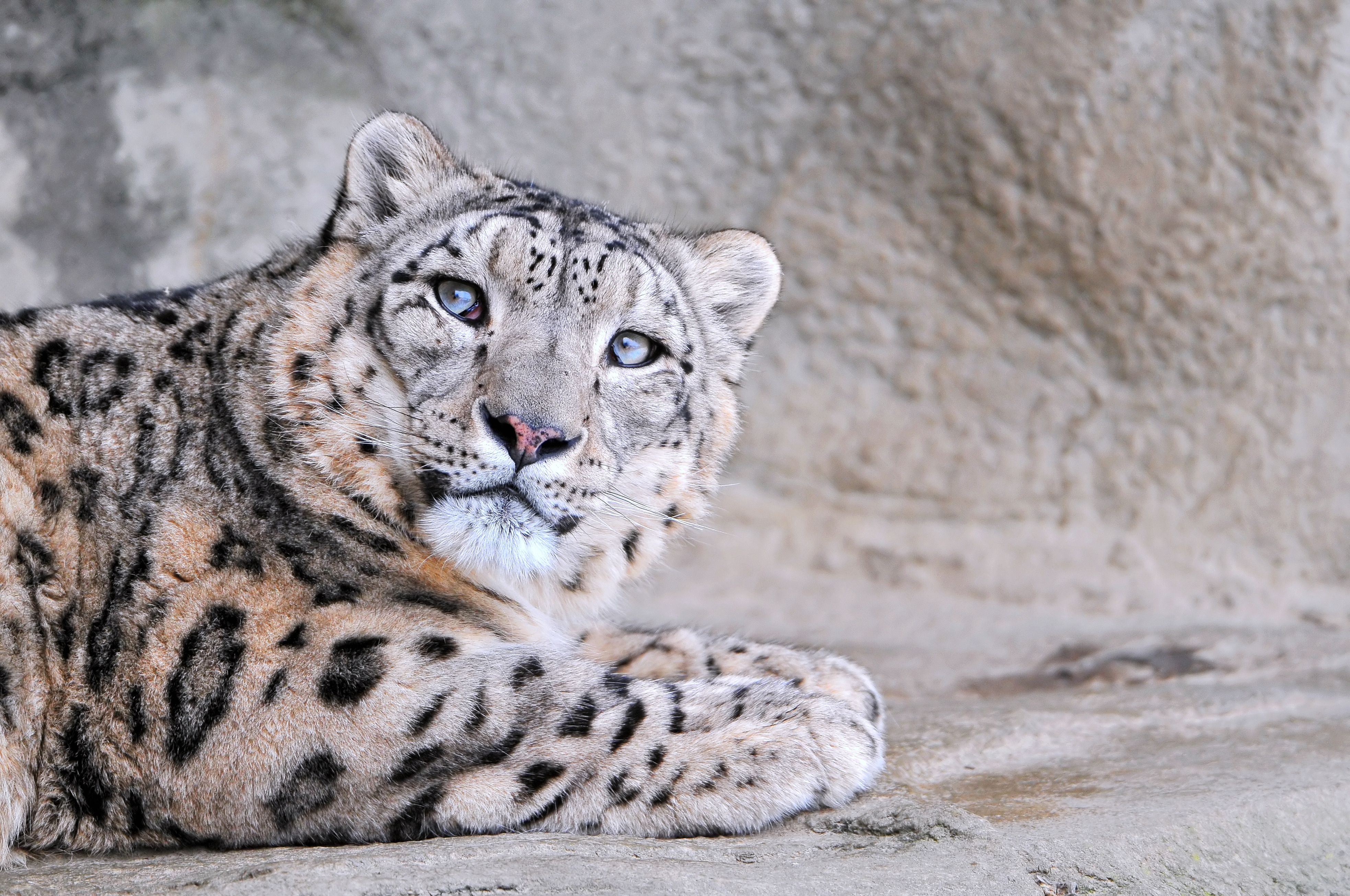84212 Hintergrundbild herunterladen schneeleopard, tiere, schnauze, gefleckt, fleckig, sicht, meinung - Bildschirmschoner und Bilder kostenlos