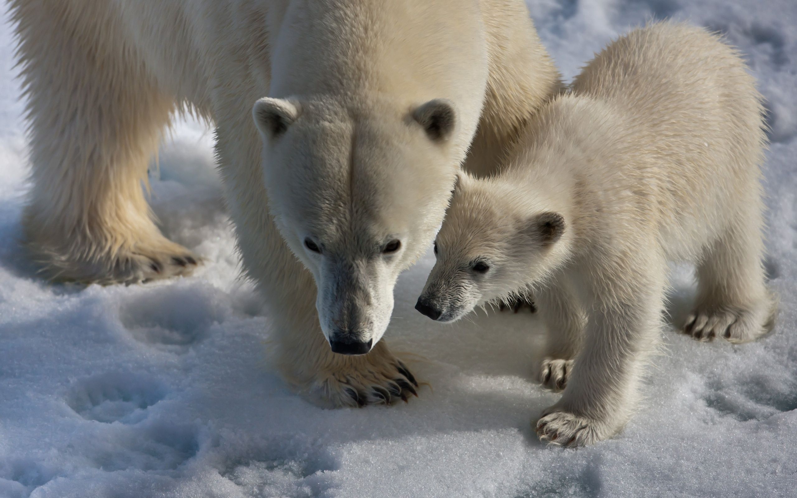 1080p Wallpaper  Polar Bears