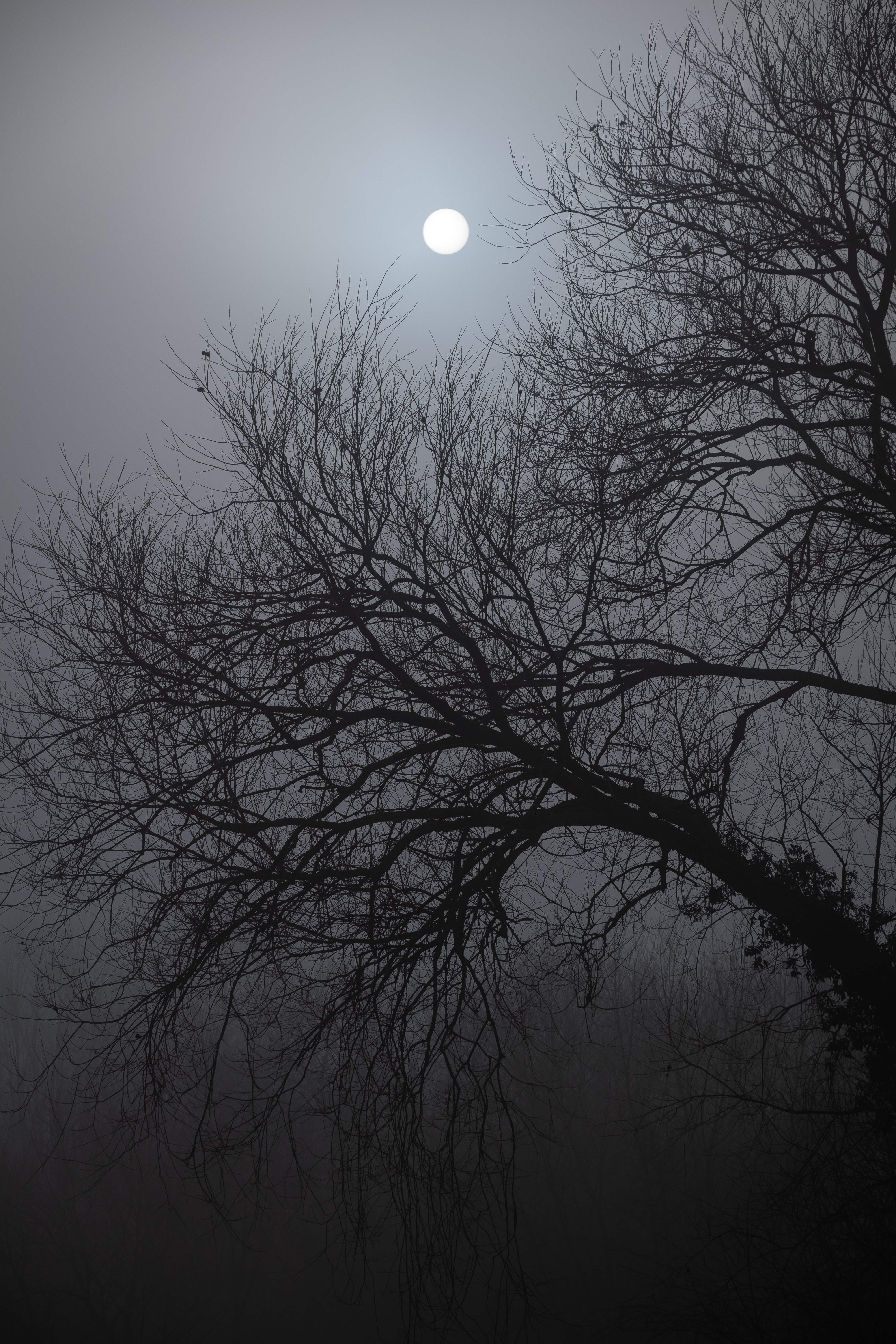 moonlight, dark, nature, night, moon, wood, tree HD wallpaper