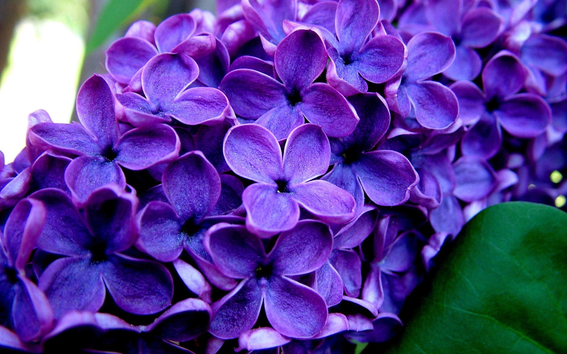 purple flower, flower, earth HD Background