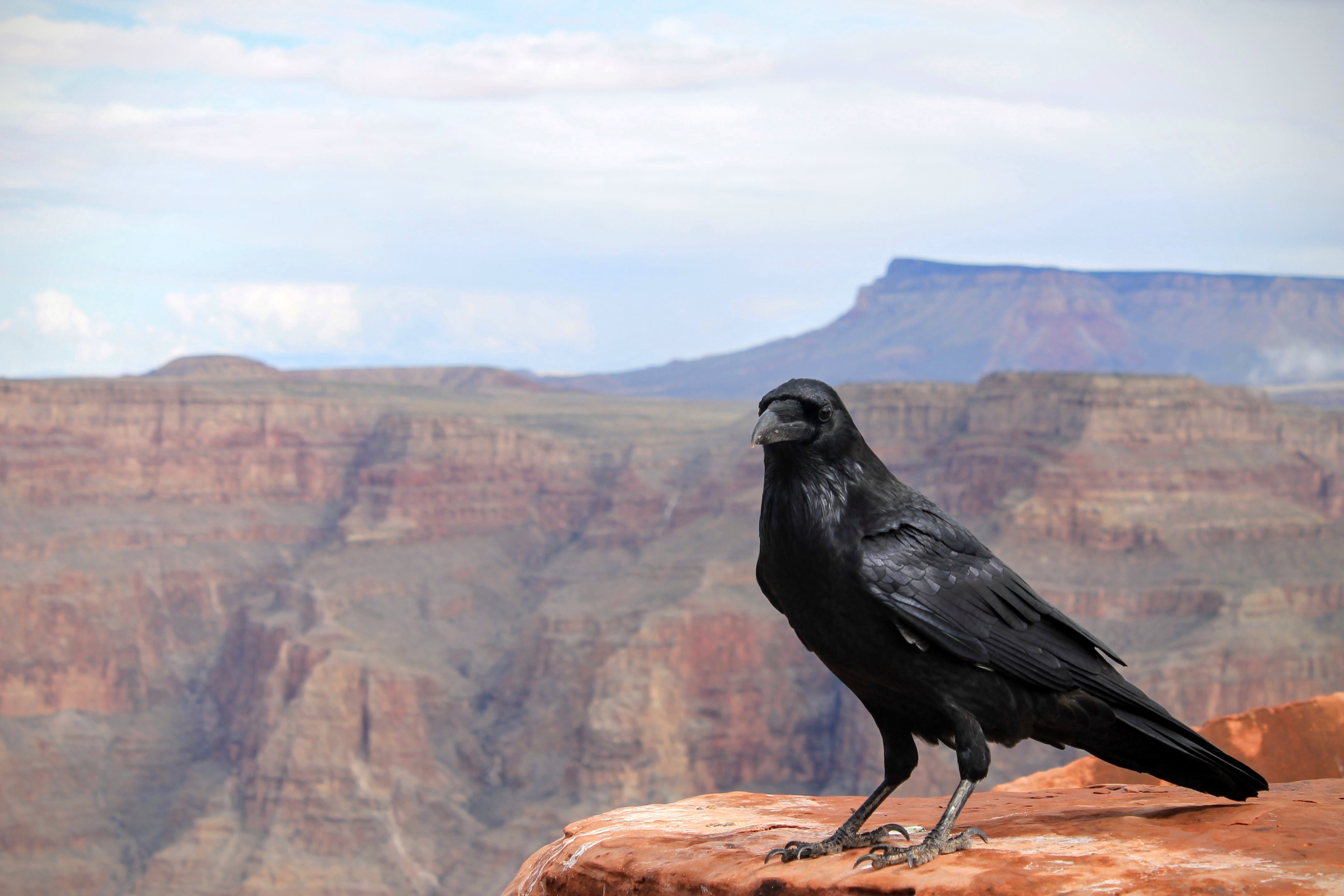 canyon, raven, animals, bird