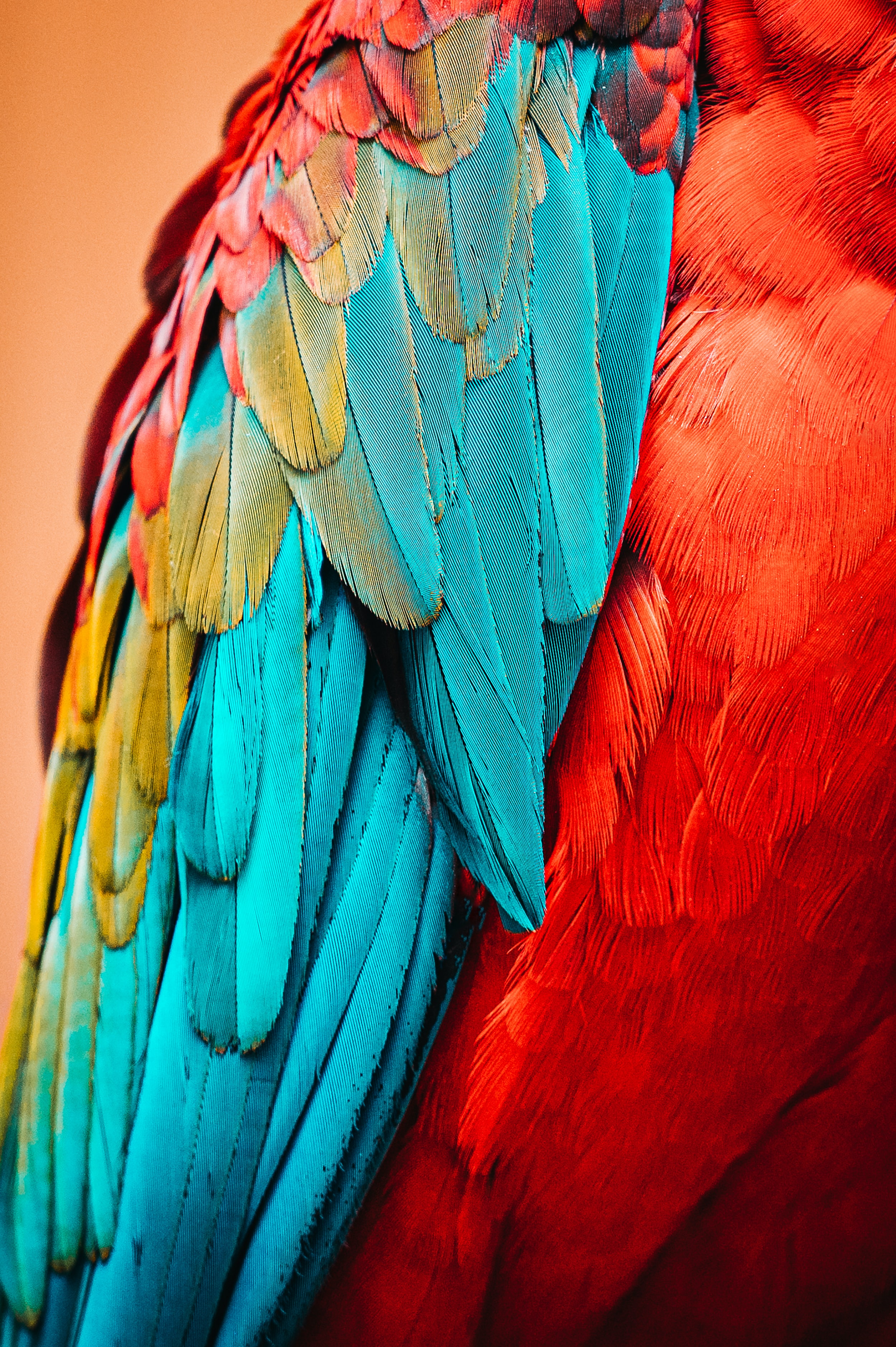 Mobile wallpaper feather, parrots, animals, macro, bird