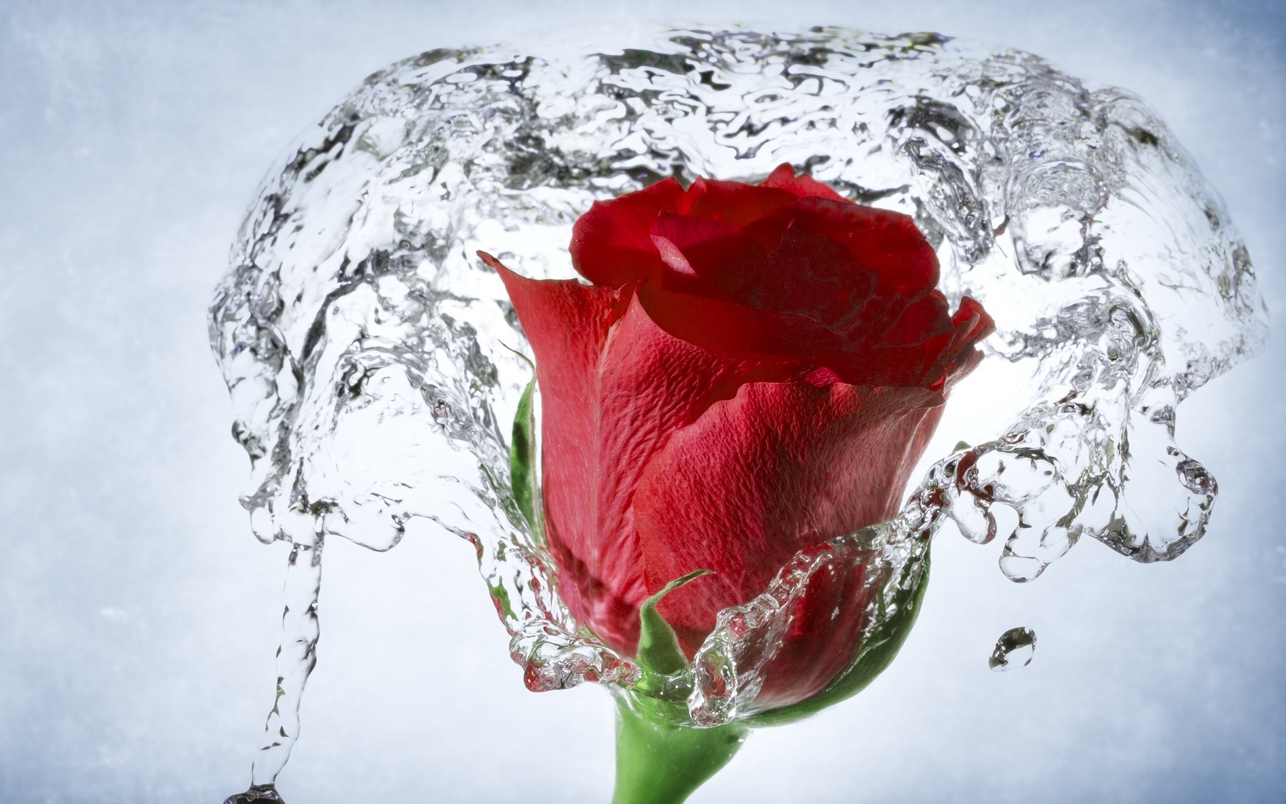 rose, water, macro, bud, red rose, flower, flowers, earth cellphone