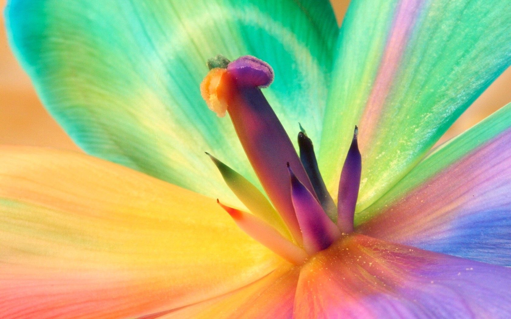 Laden Sie das Mehrfarbig, Blume, Makro, Motley, Bunt, Bunten, Lilie, Lily, Staubblätter-Bild kostenlos auf Ihren PC-Desktop herunter