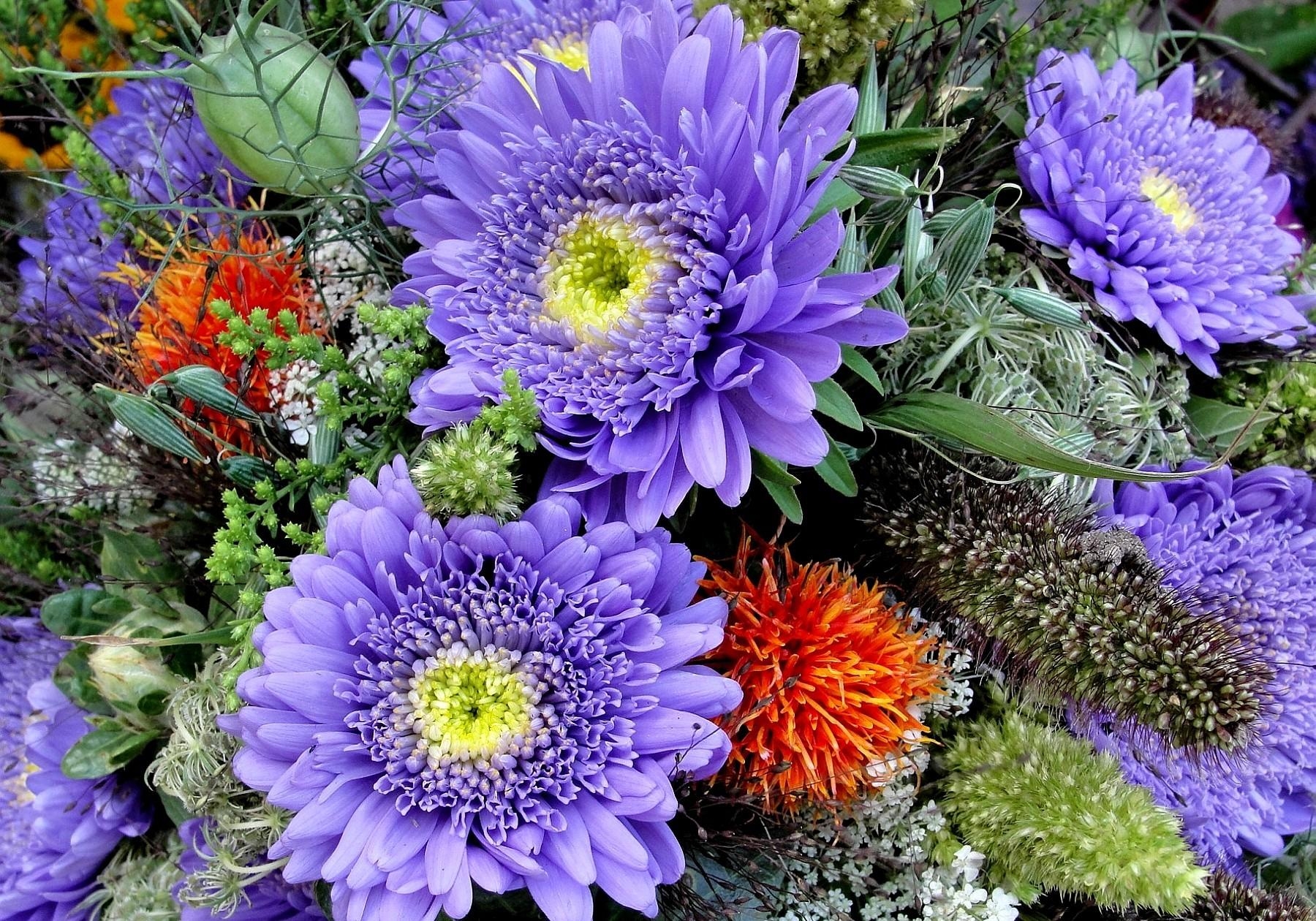 Laden Sie das Blumen, Hell, Nahaufnahme, Strauß, Bouquet, Nahansicht, Astern-Bild kostenlos auf Ihren PC-Desktop herunter