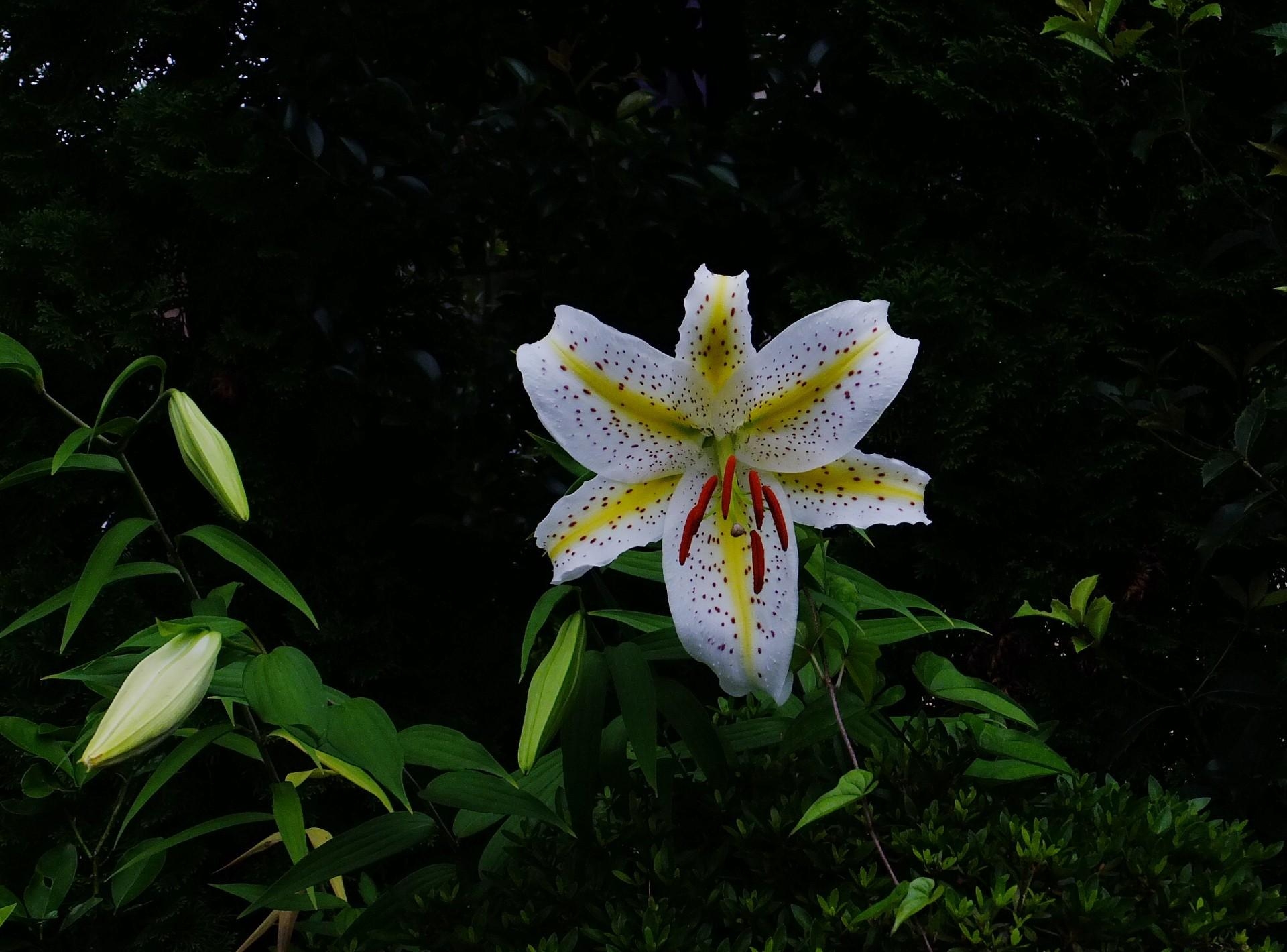 Popular Lily Image for Phone