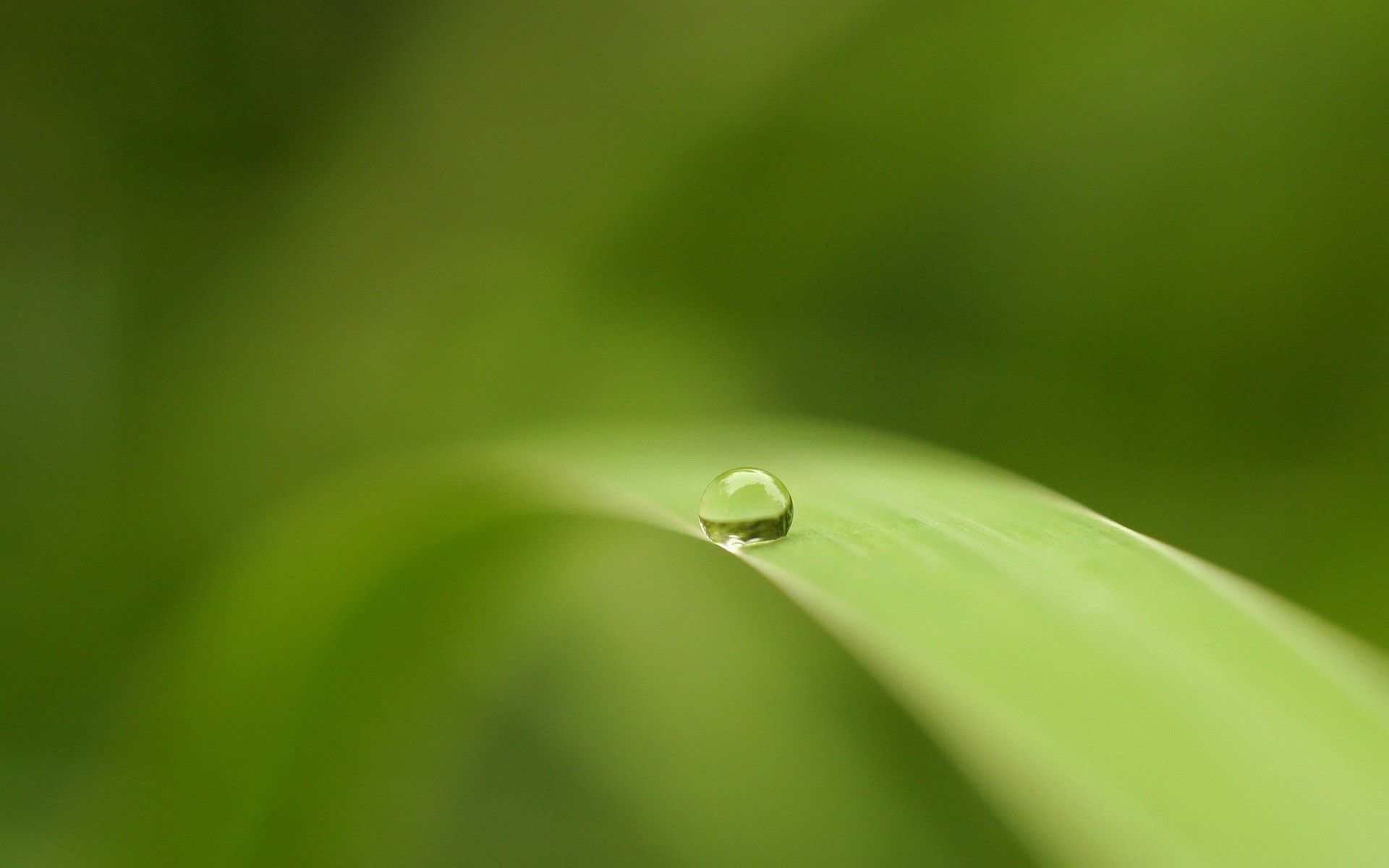 surface, macro, blur, smooth, sheet, leaf, drop wallpapers for tablet
