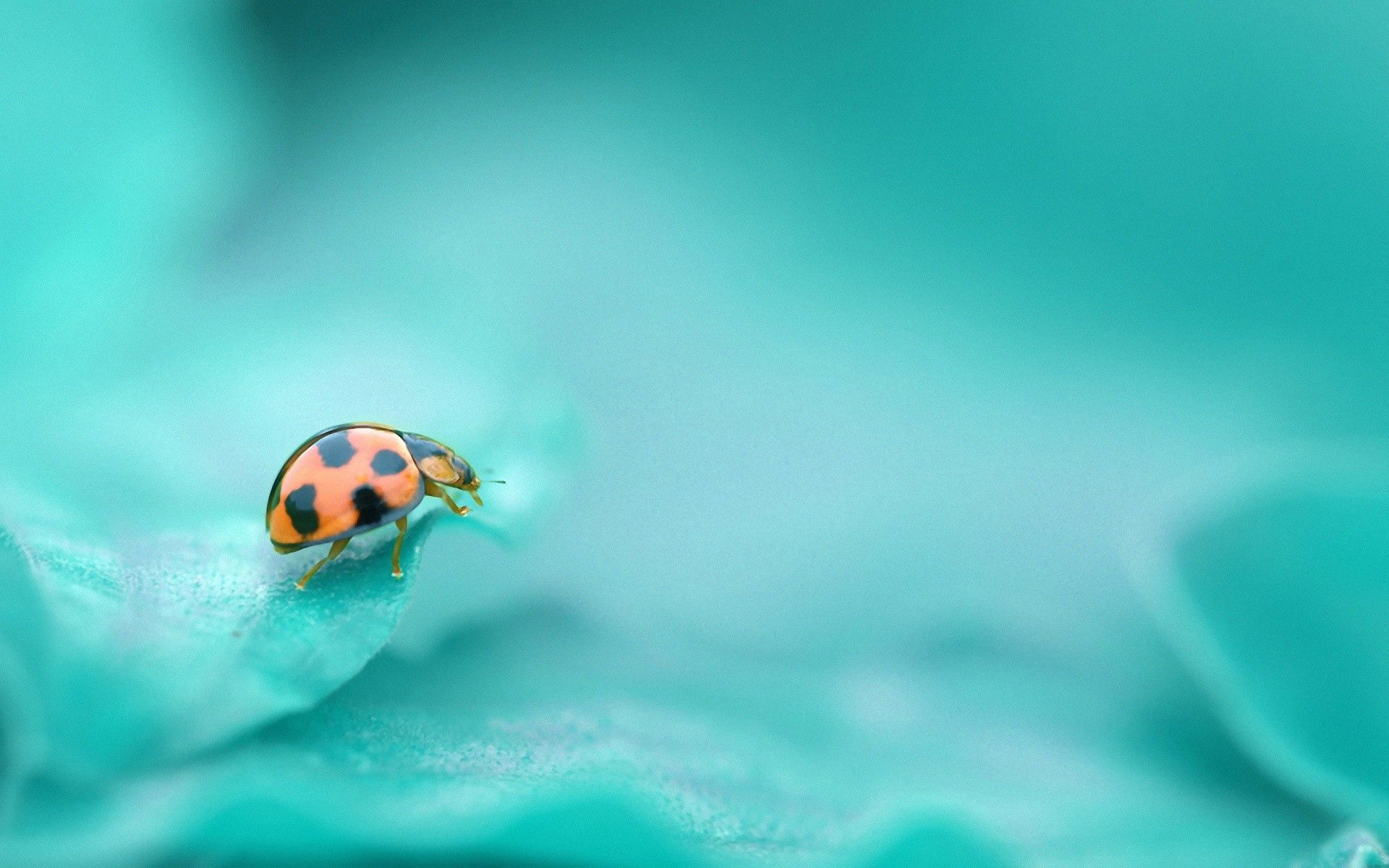 Cool HD Wallpaper surface, macro, insect, ladybird