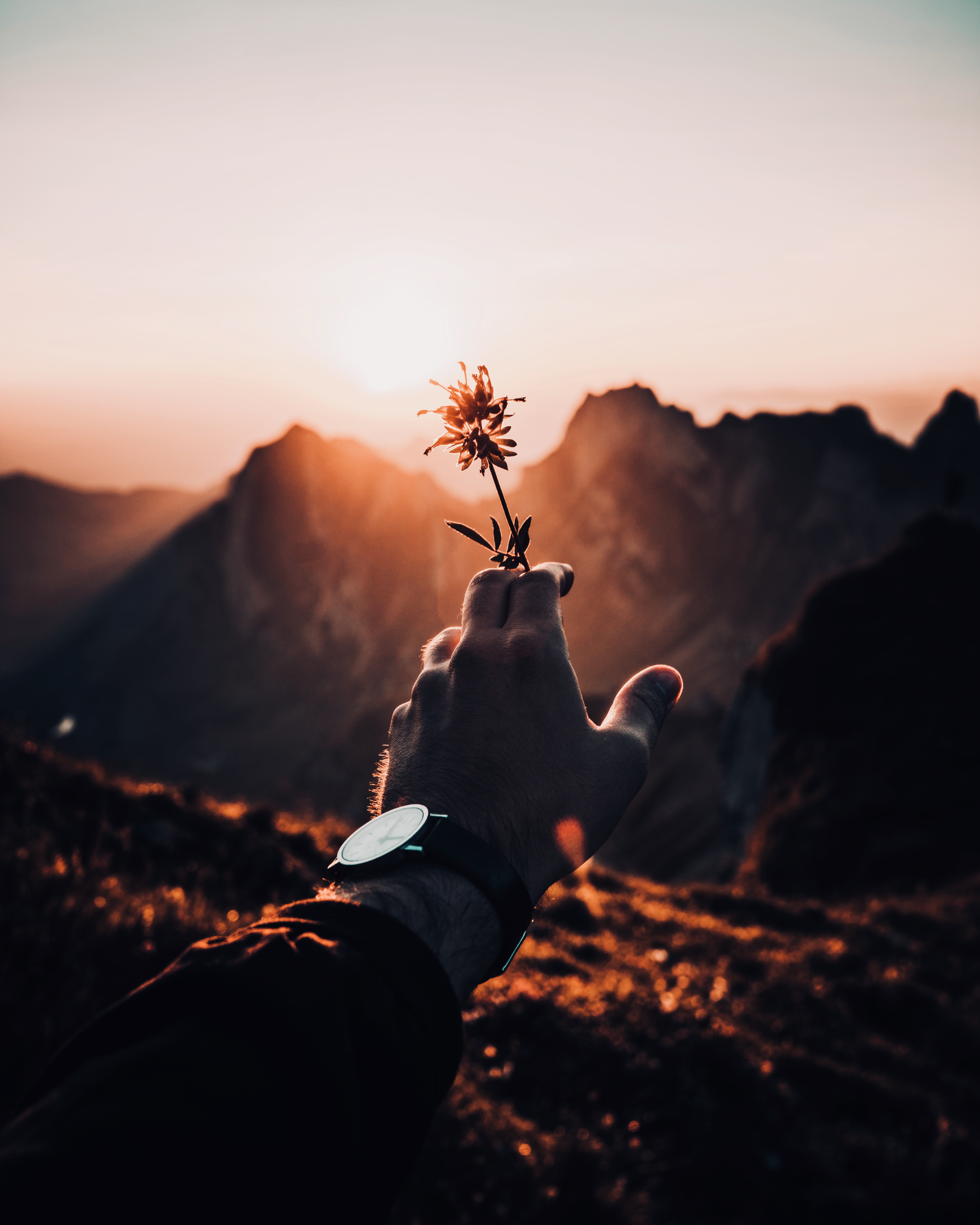 sunlight, sunset, flowers, flower, hand Phone Background
