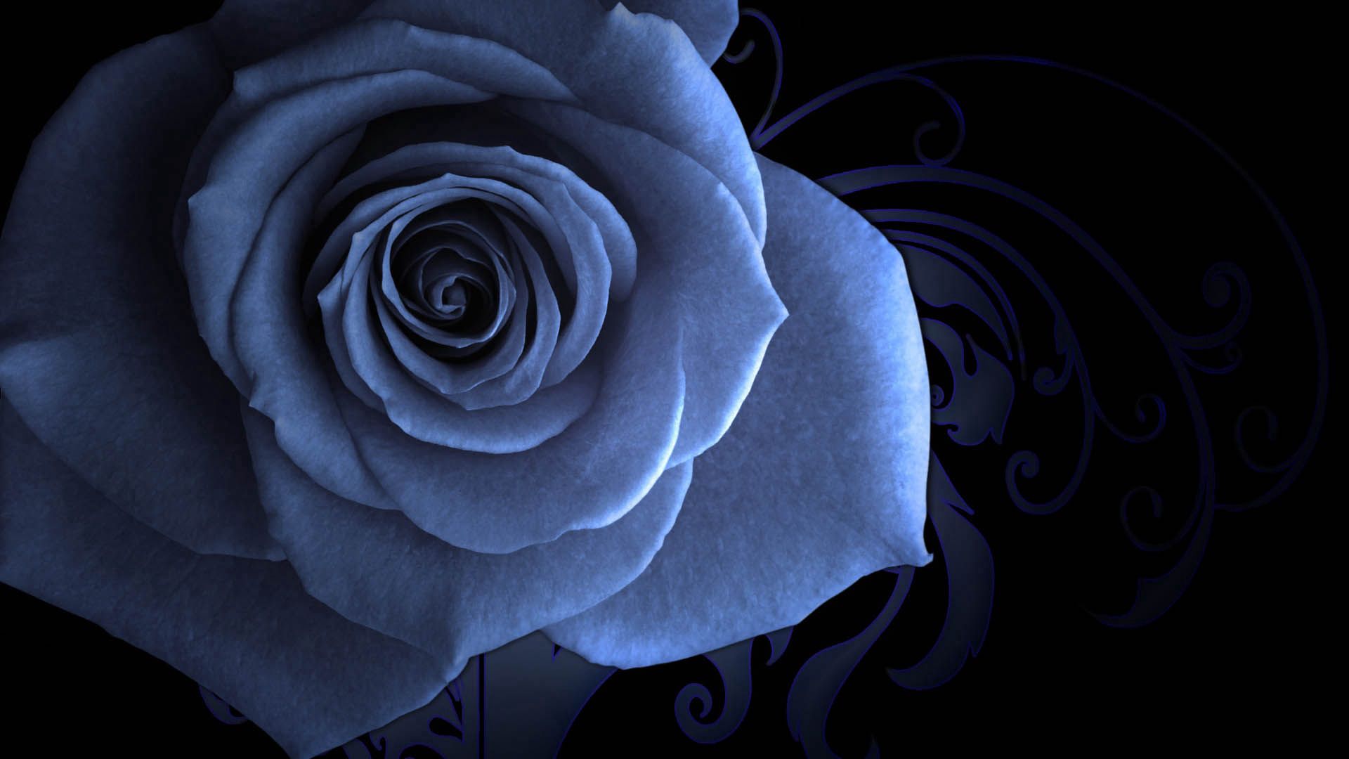 blue, petals, rose, macro collection of HD images