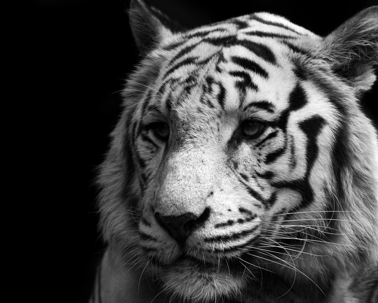 tigers, animals, gray Smartphone Background