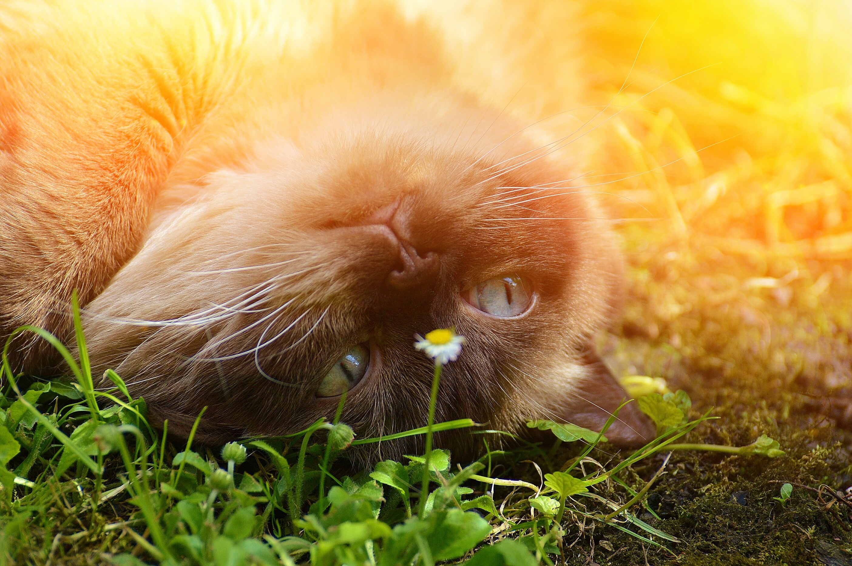 animals, lie, playful, cat Muzzle HQ Background Images