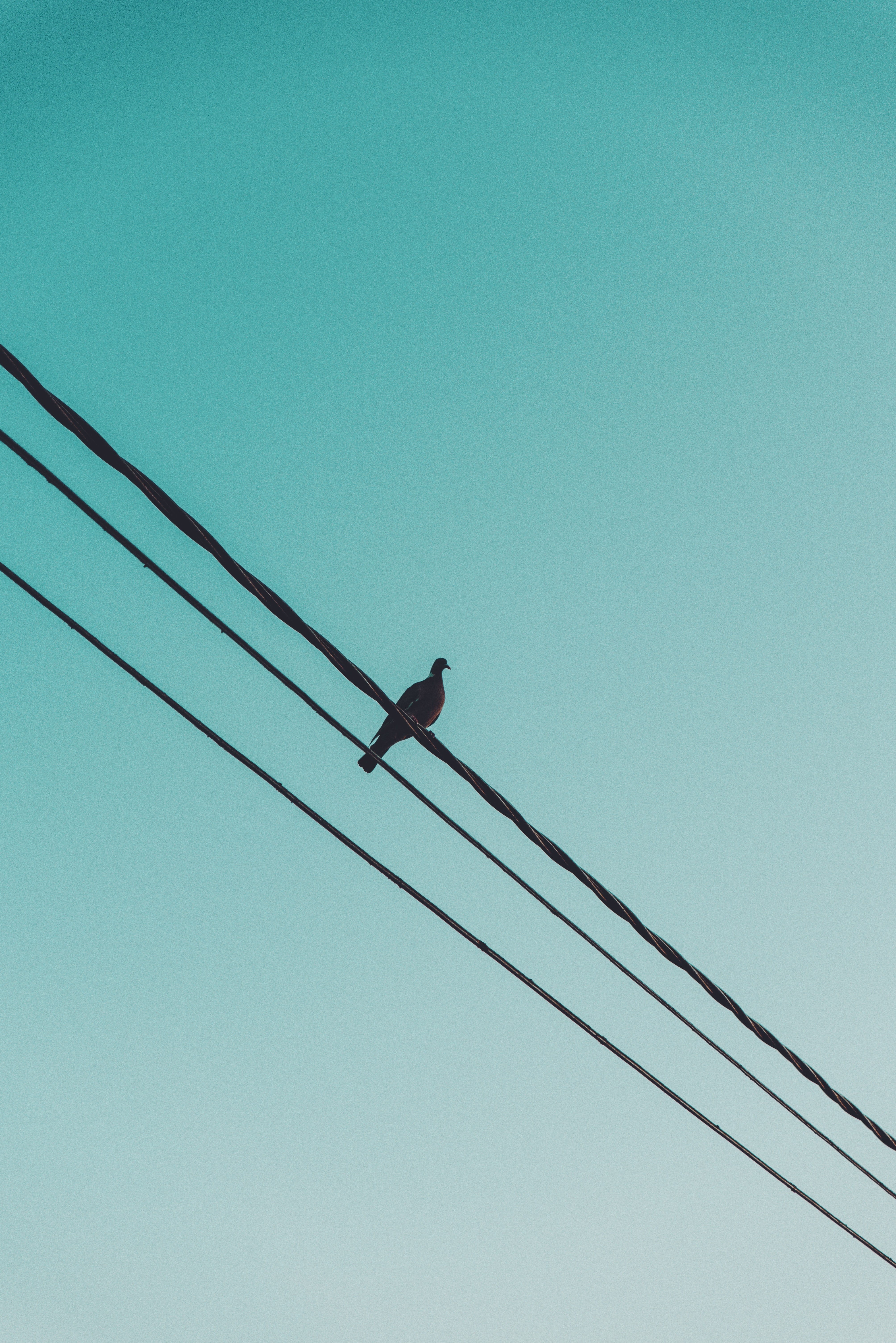 animals, sky, dove, wires, wire