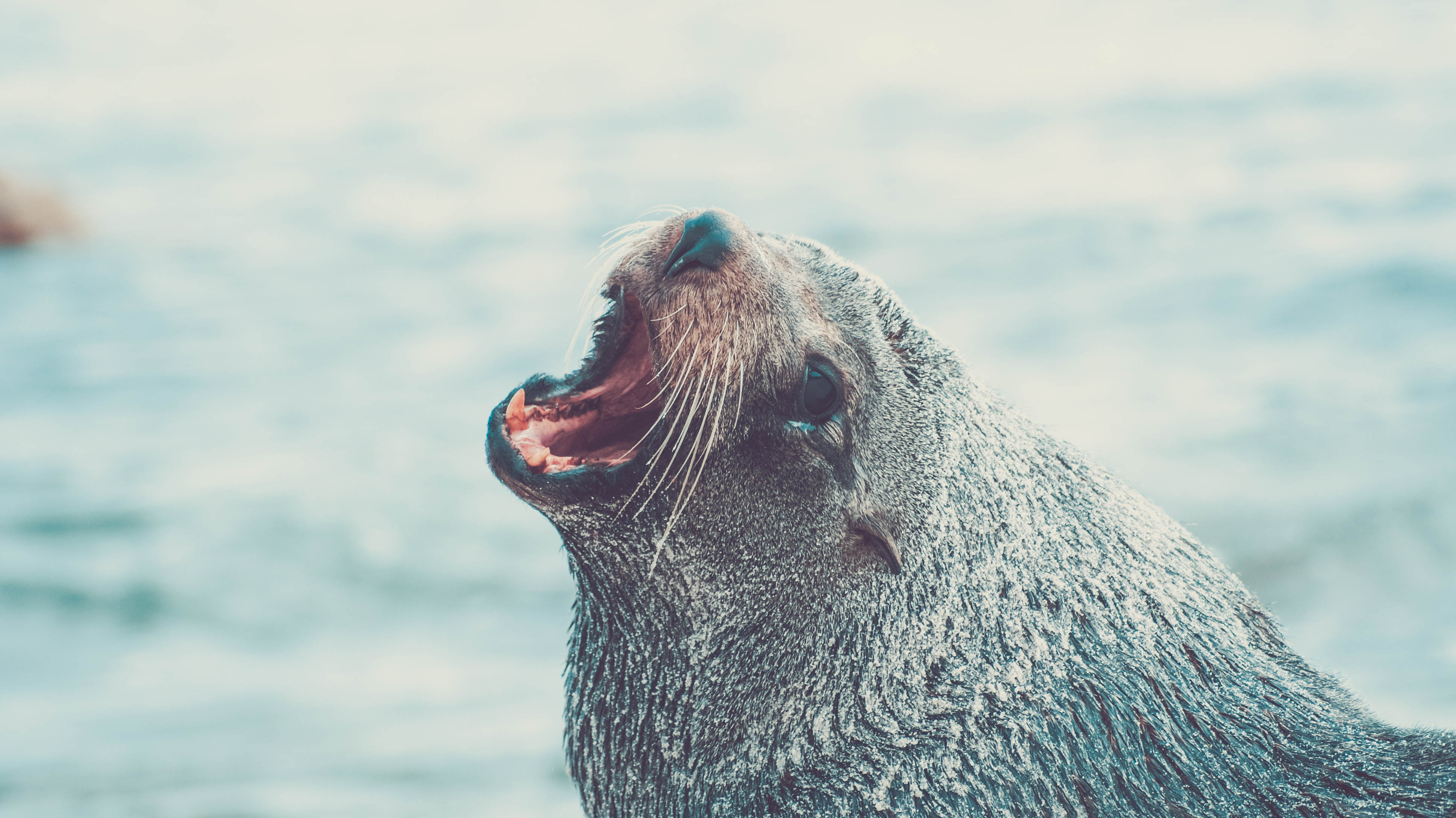 141560 Screensavers and Wallpapers Scream for phone. Download animals, water, muzzle, scream, cry, fur seal pictures for free