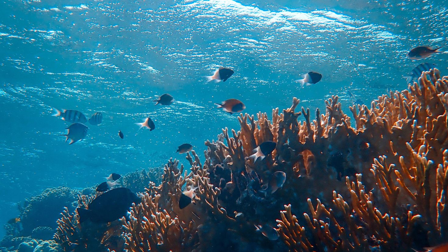 Подводный мир Эстетика океан