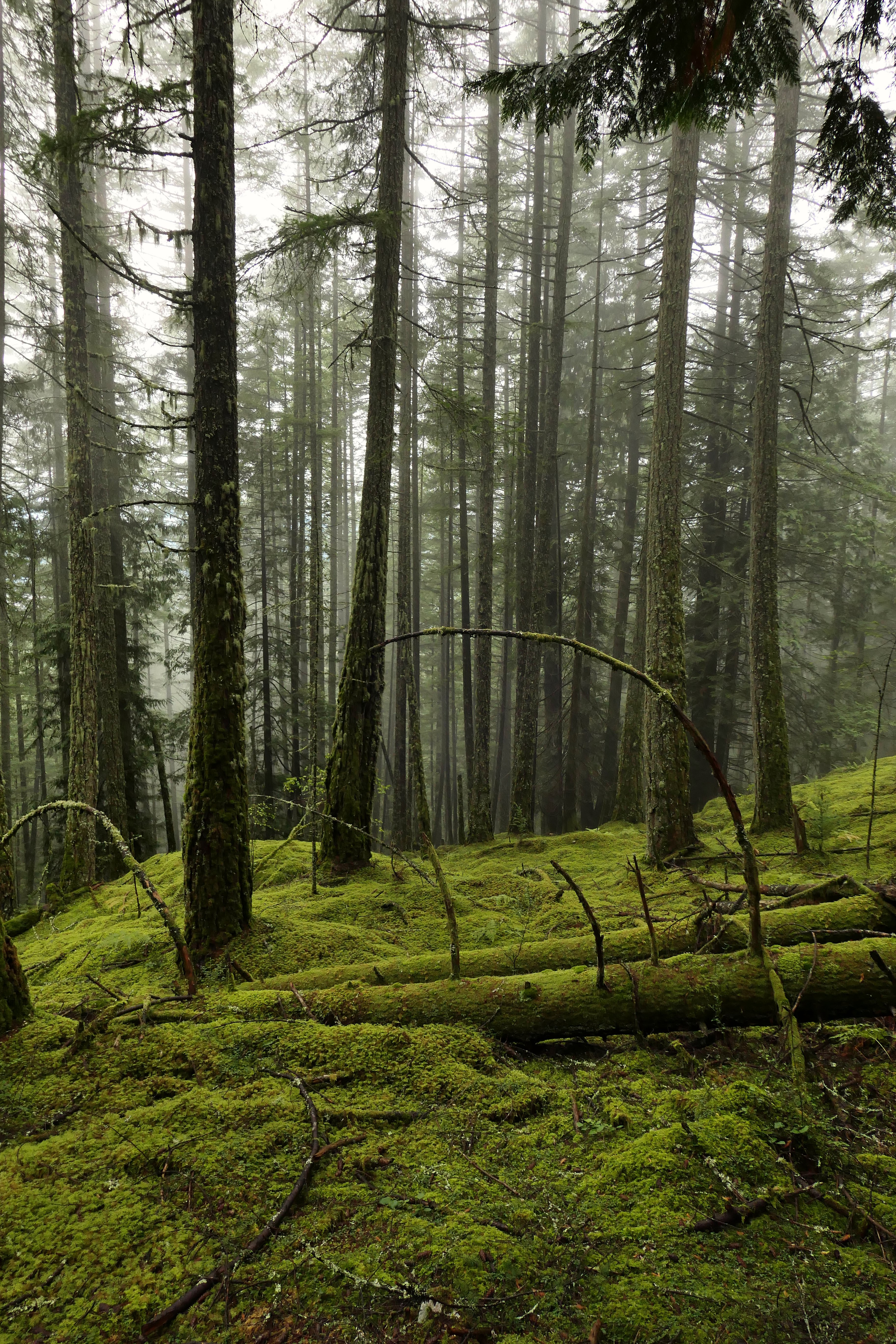 お使いの携帯電話の156755スクリーンセーバーと壁紙森林。 苔, 自然, 森, 霧の写真を無料でダウンロード