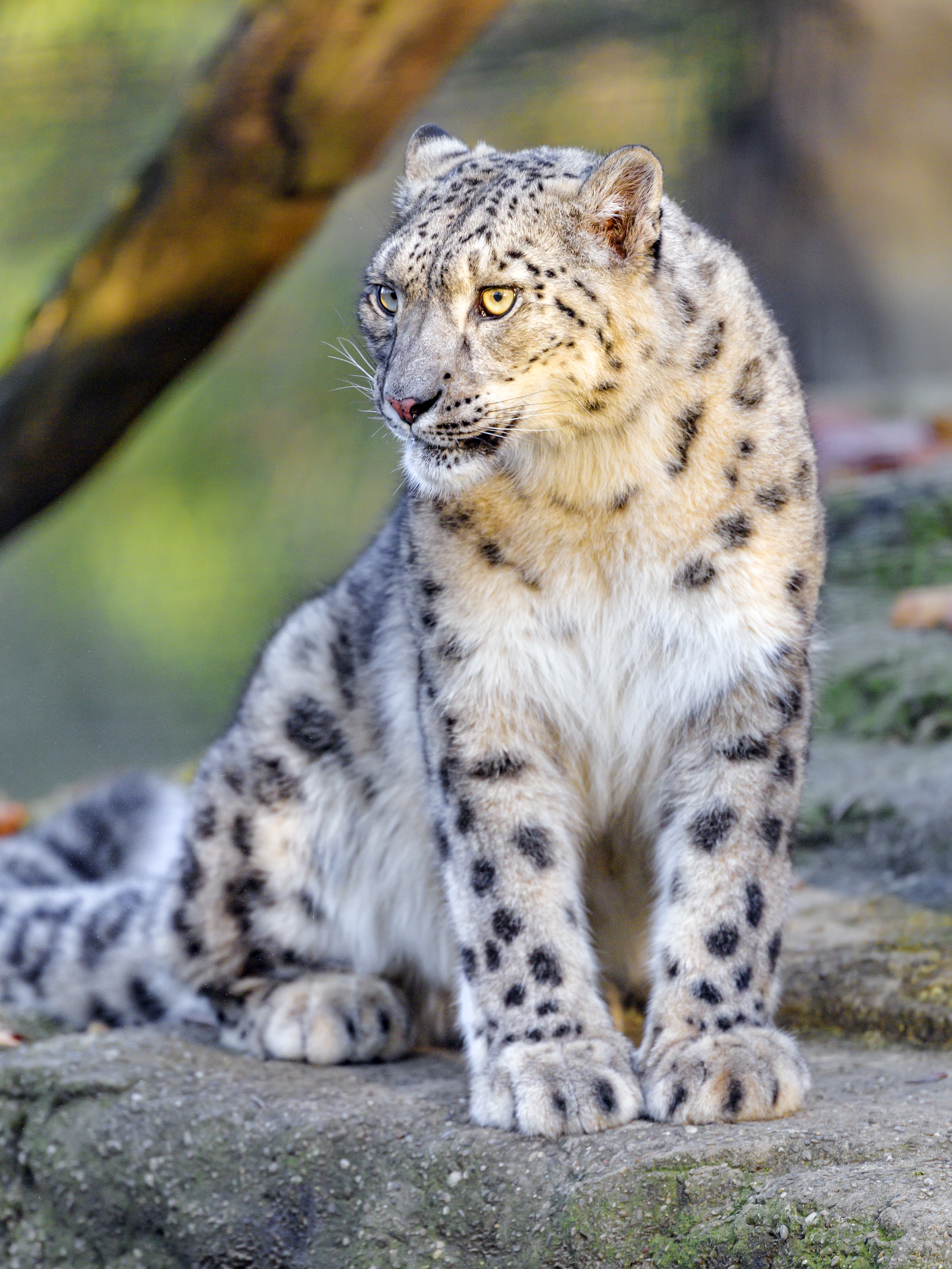 HD wallpaper animals, snow leopard, predator, big cat, animal, irbis, wild
