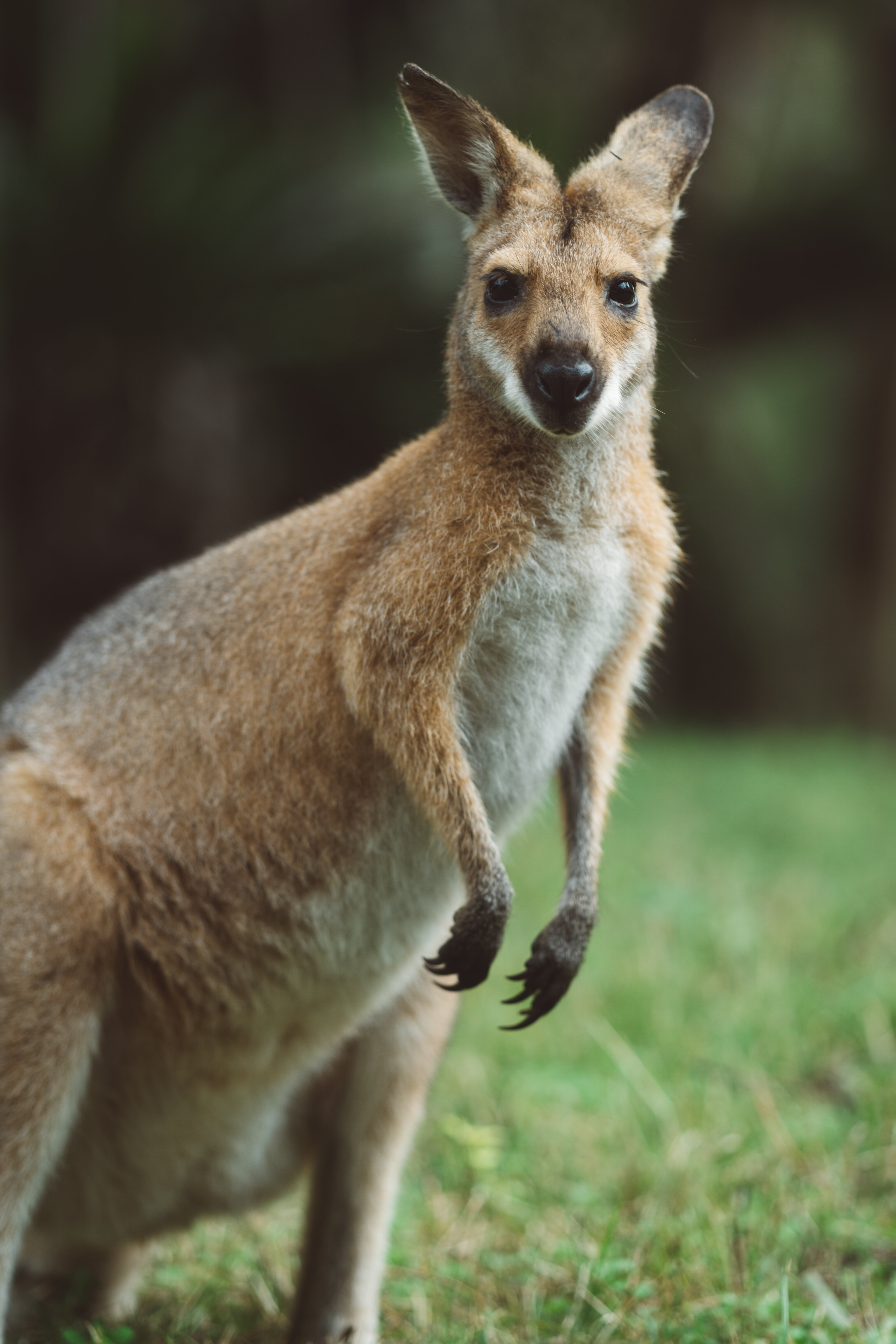 72750 Bild herunterladen tiere, kangaroo, sicht, meinung, tier - Hintergrundbilder und Bildschirmschoner kostenlos