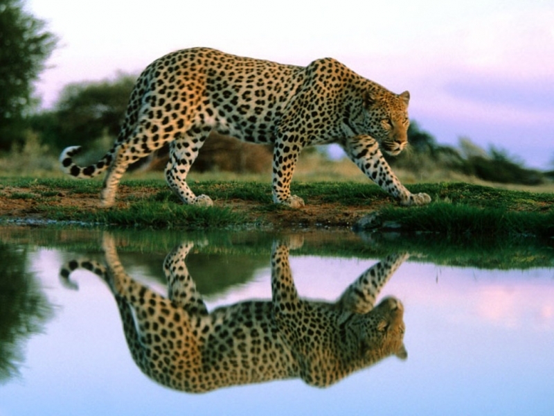 43808 télécharger le fond d'écran animaux, jaguar - économiseurs d'écran et images gratuitement