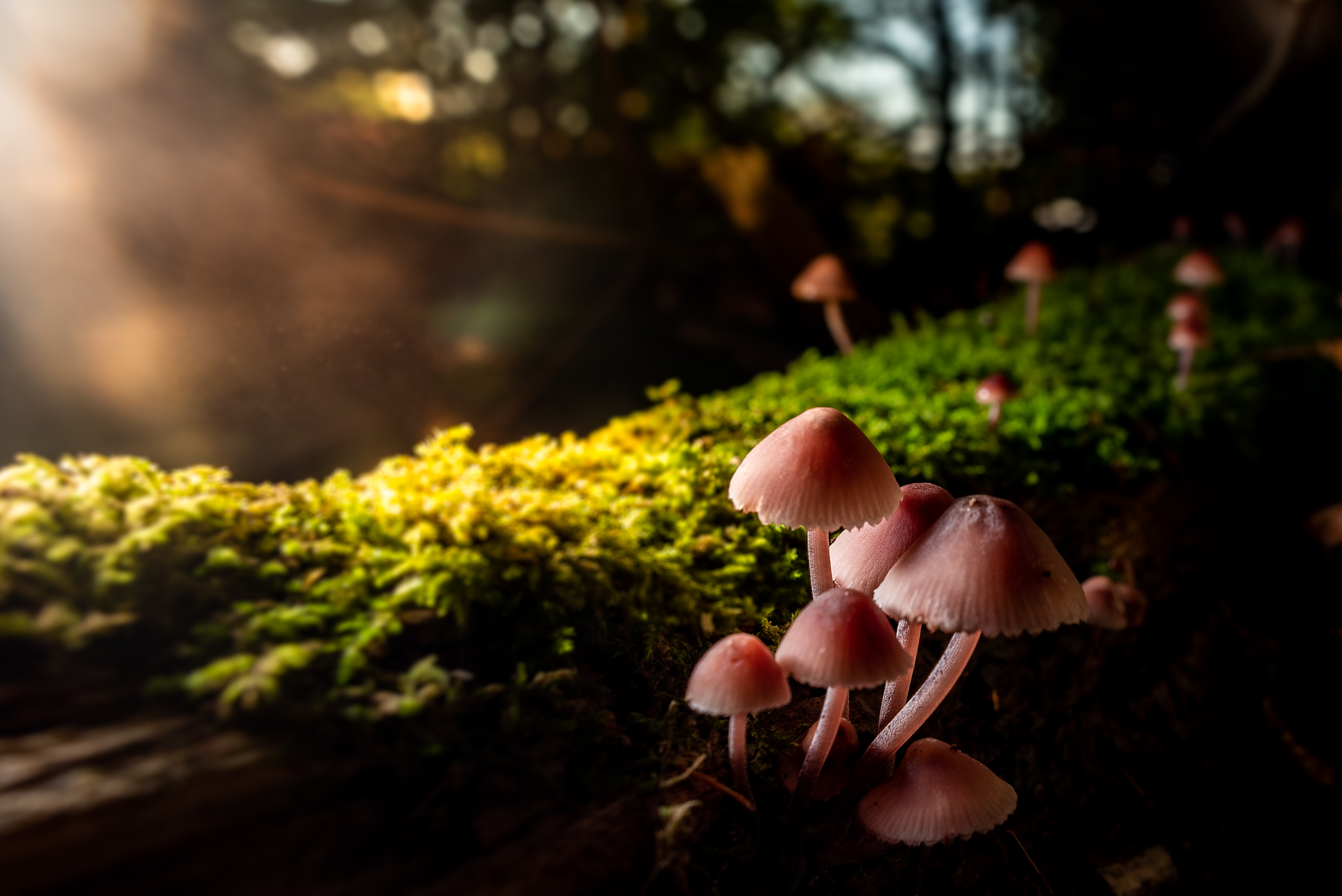 Download mobile wallpaper Macro, Close Up, Moss, Mashrooms for free.