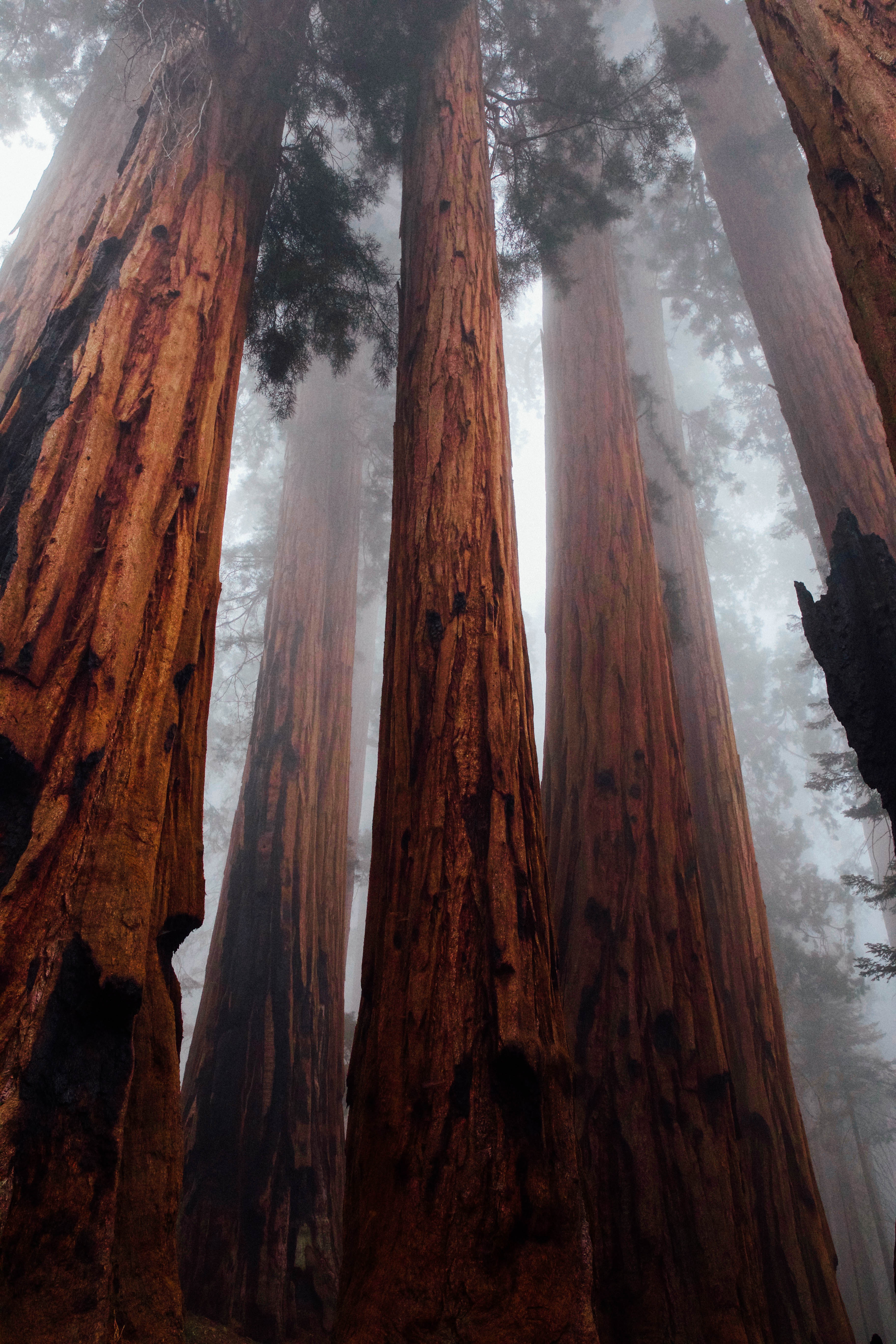 bottom view, bark, forest, nature, trees, fog, trunks HD wallpaper