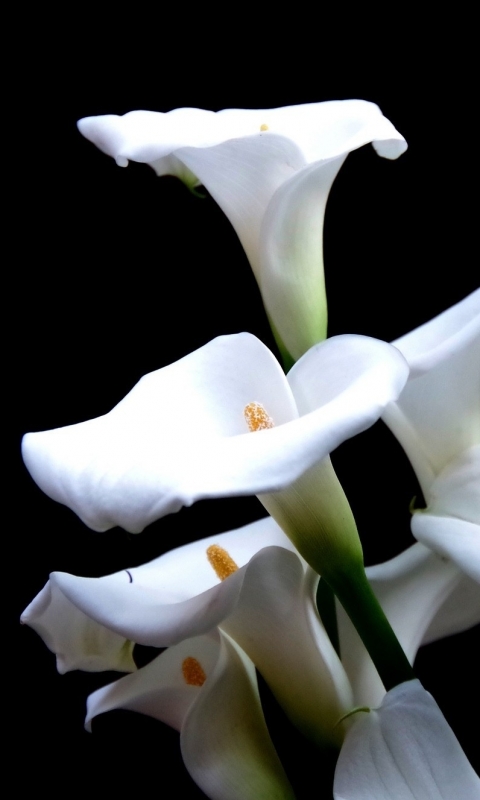 earth, calla lily, flower, calla, lily, flowers phone wallpaper