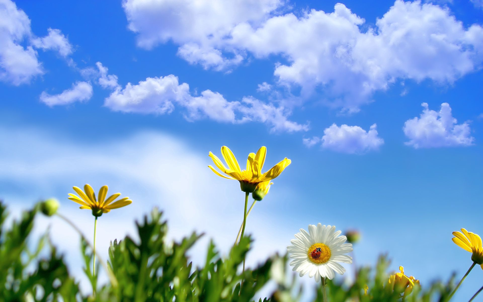 126059 Hintergrundbild herunterladen sommer, blumen, grass, sky, clouds, kamille, marienkäfer, ladybird - Bildschirmschoner und Bilder kostenlos