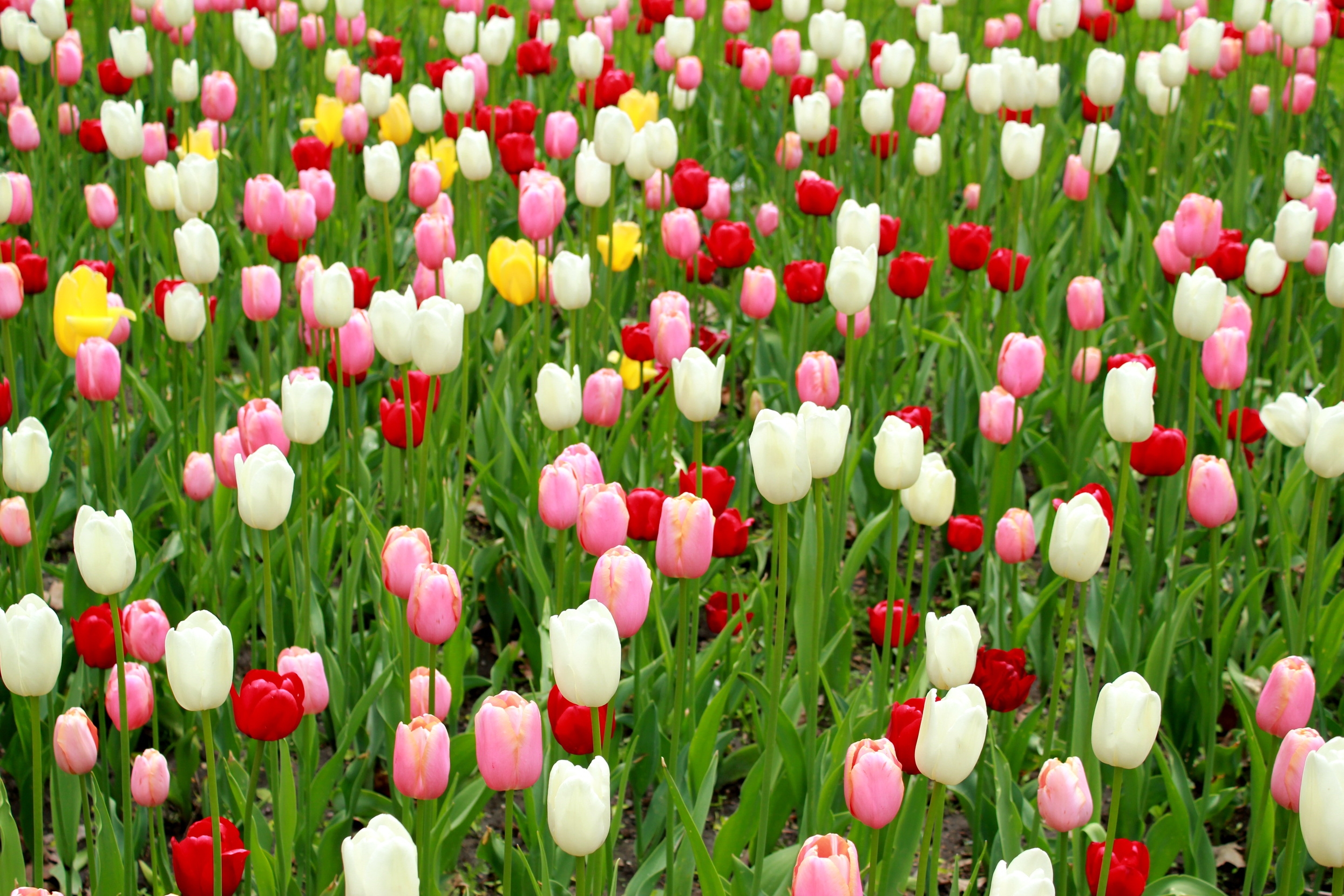 57726 télécharger le fond d'écran tulipes, fleurs, feuilles, parcelle, beaucoup, différent - économiseurs d'écran et images gratuitement
