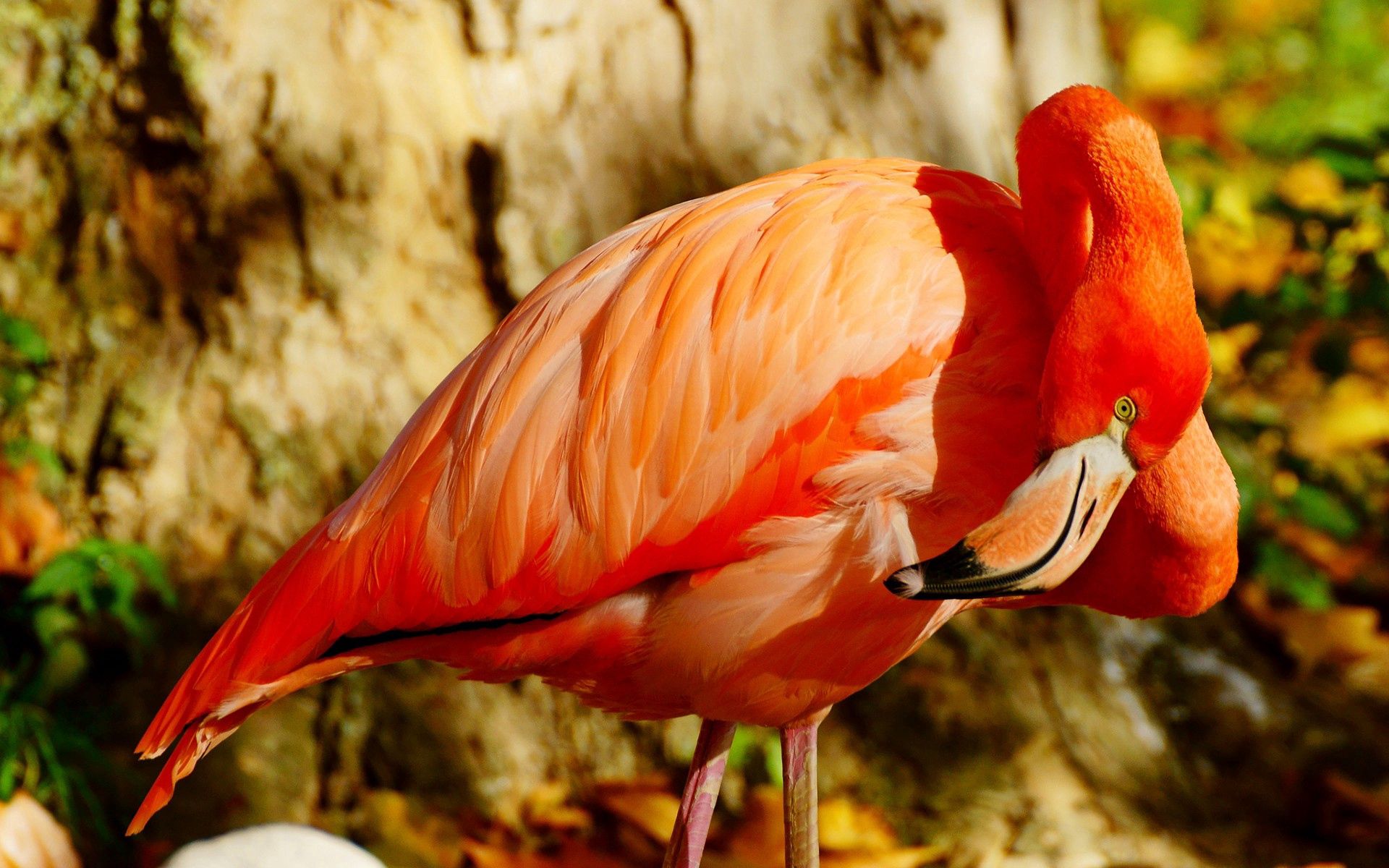 Mobile Wallpaper Flamingo bird, animals, beak