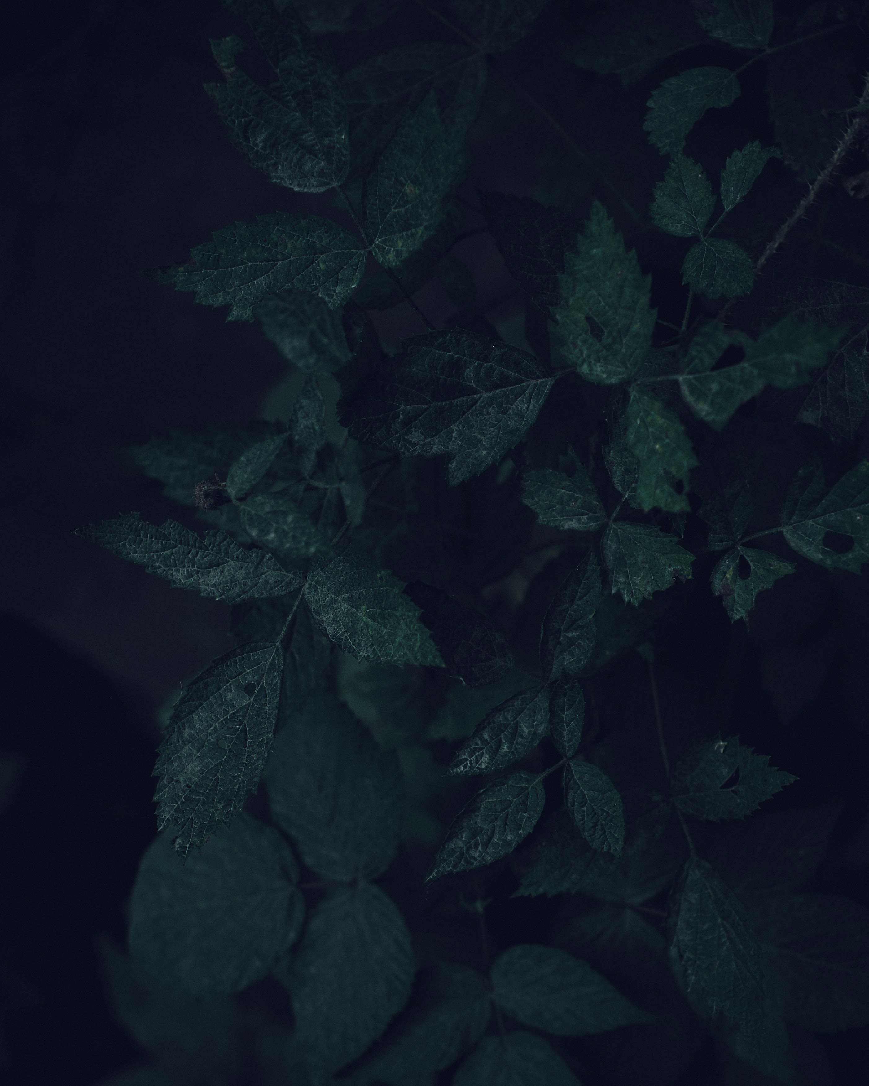 plant, leaves, bush, dark, branches, veins for android
