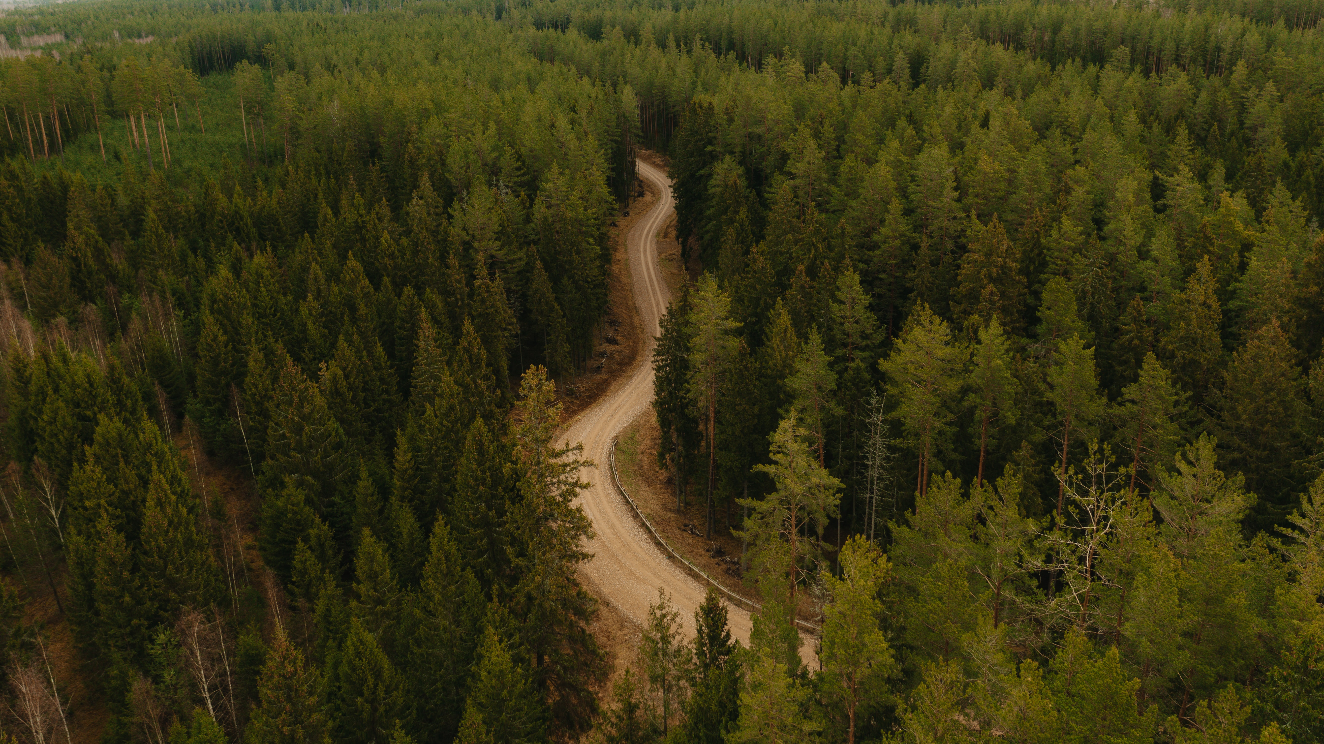 nature, trees, road, forest, winding, sinuous Full HD