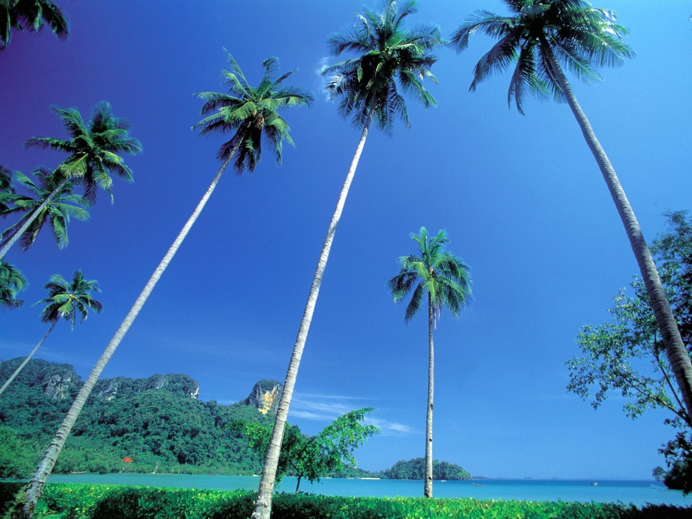 Таиланд пальмы
