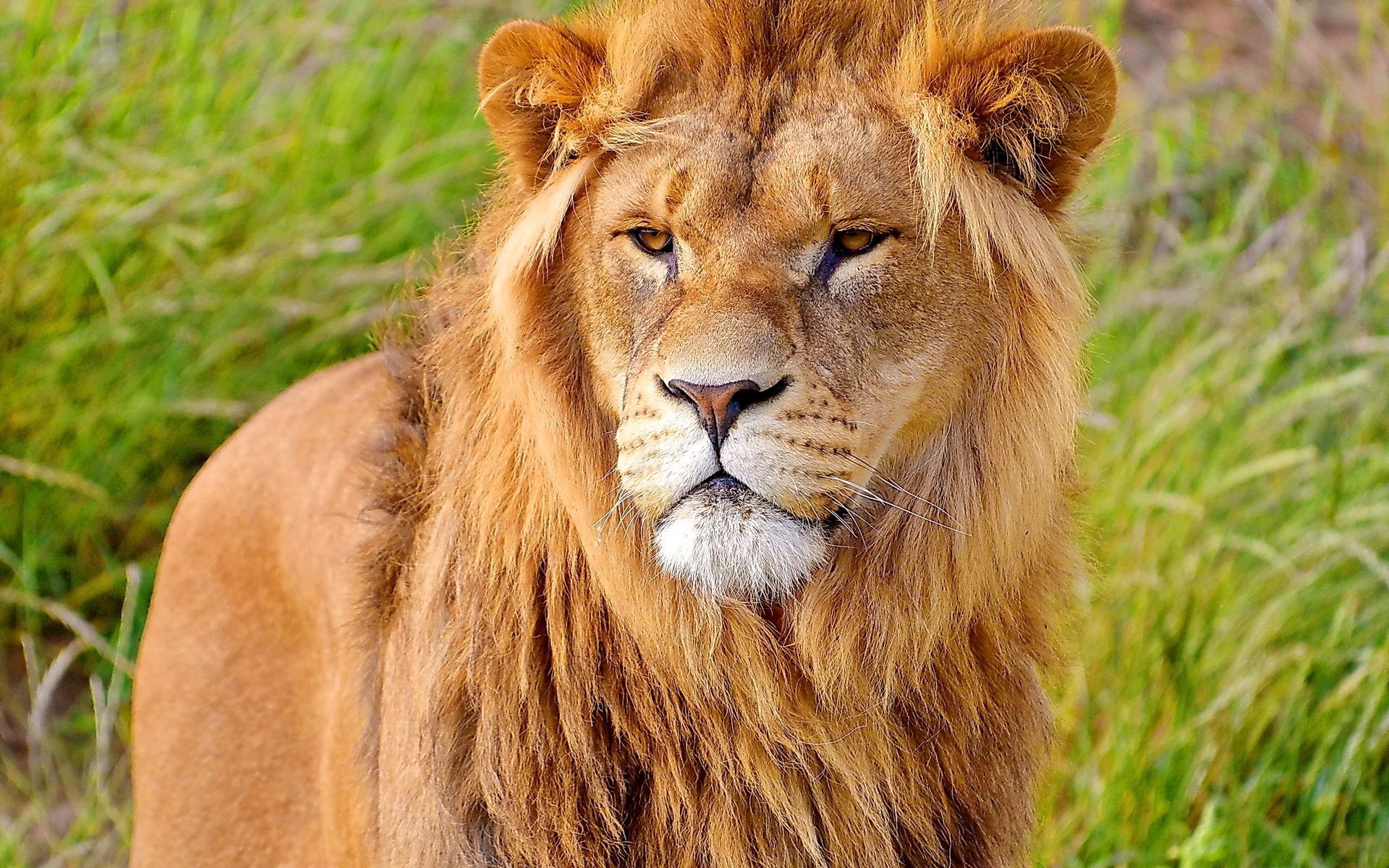 126945 baixar papel de parede um leão, animais, focinho, predator, predador, juba, gato grande, leão - protetores de tela e imagens gratuitamente