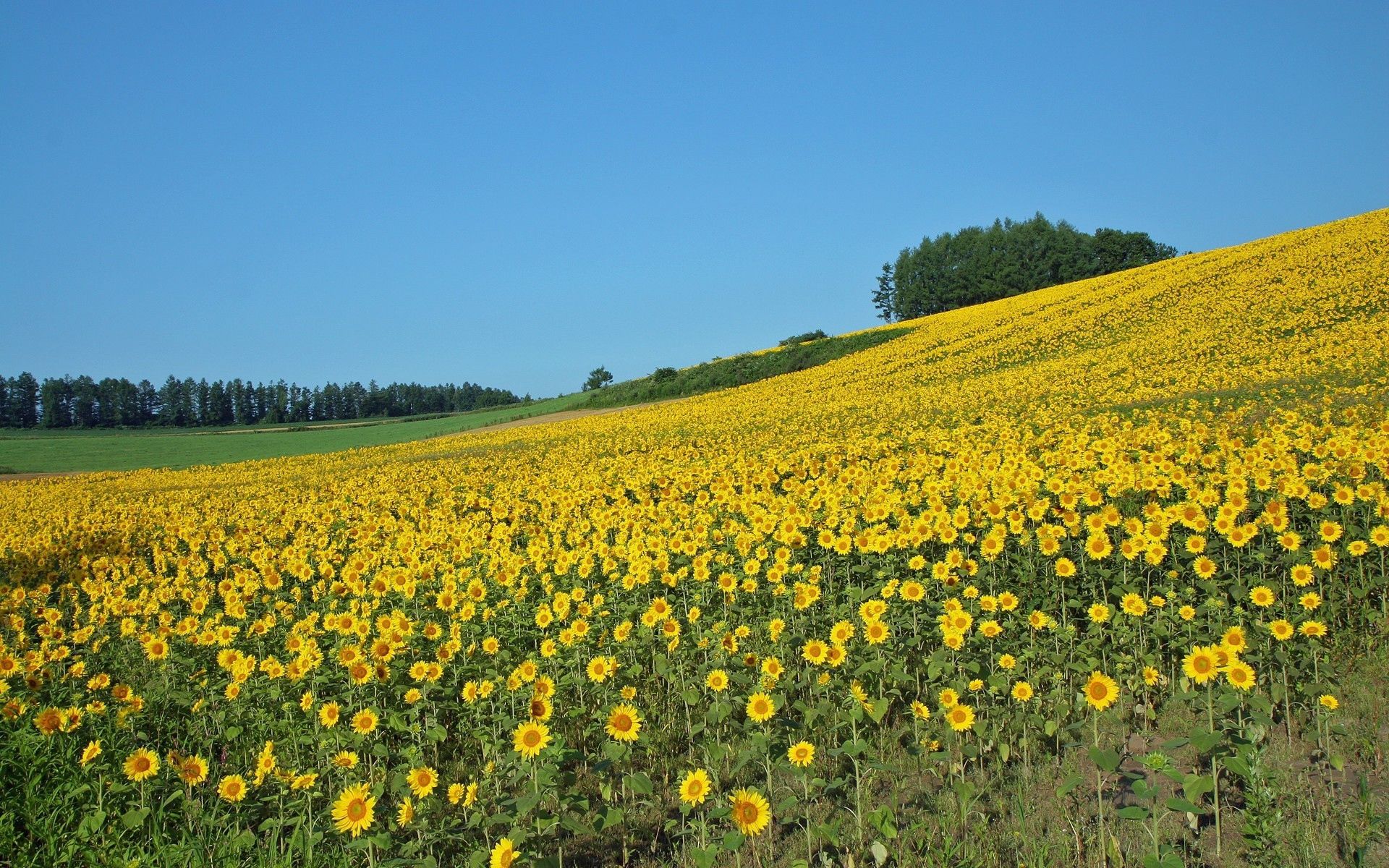 farm, culture, sunflowers, summer download for free