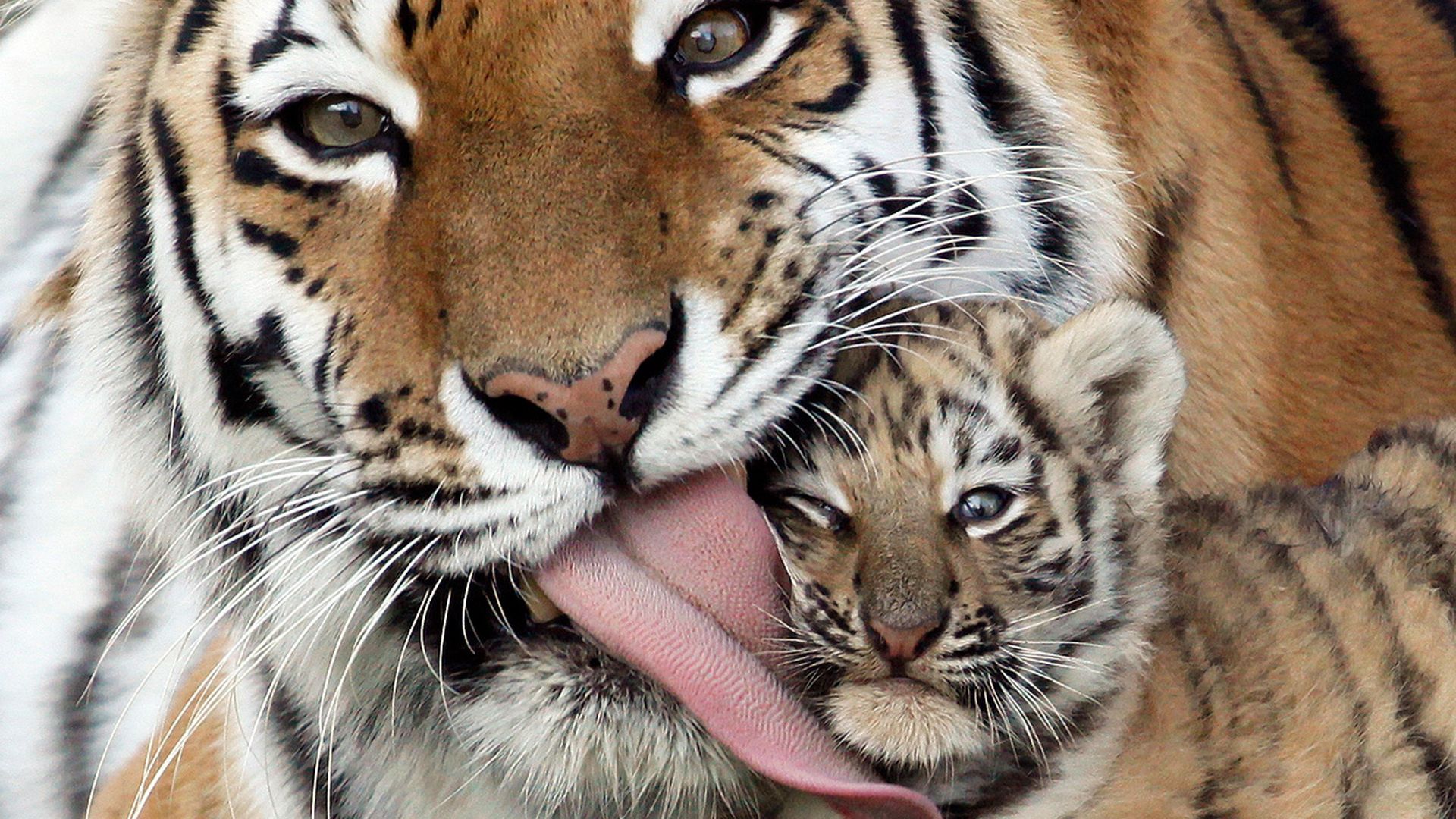 73603 Bild herunterladen tiger, tiere, pflege, sprache, zunge, tigerjunges, wiesel, weasel - Hintergrundbilder und Bildschirmschoner kostenlos