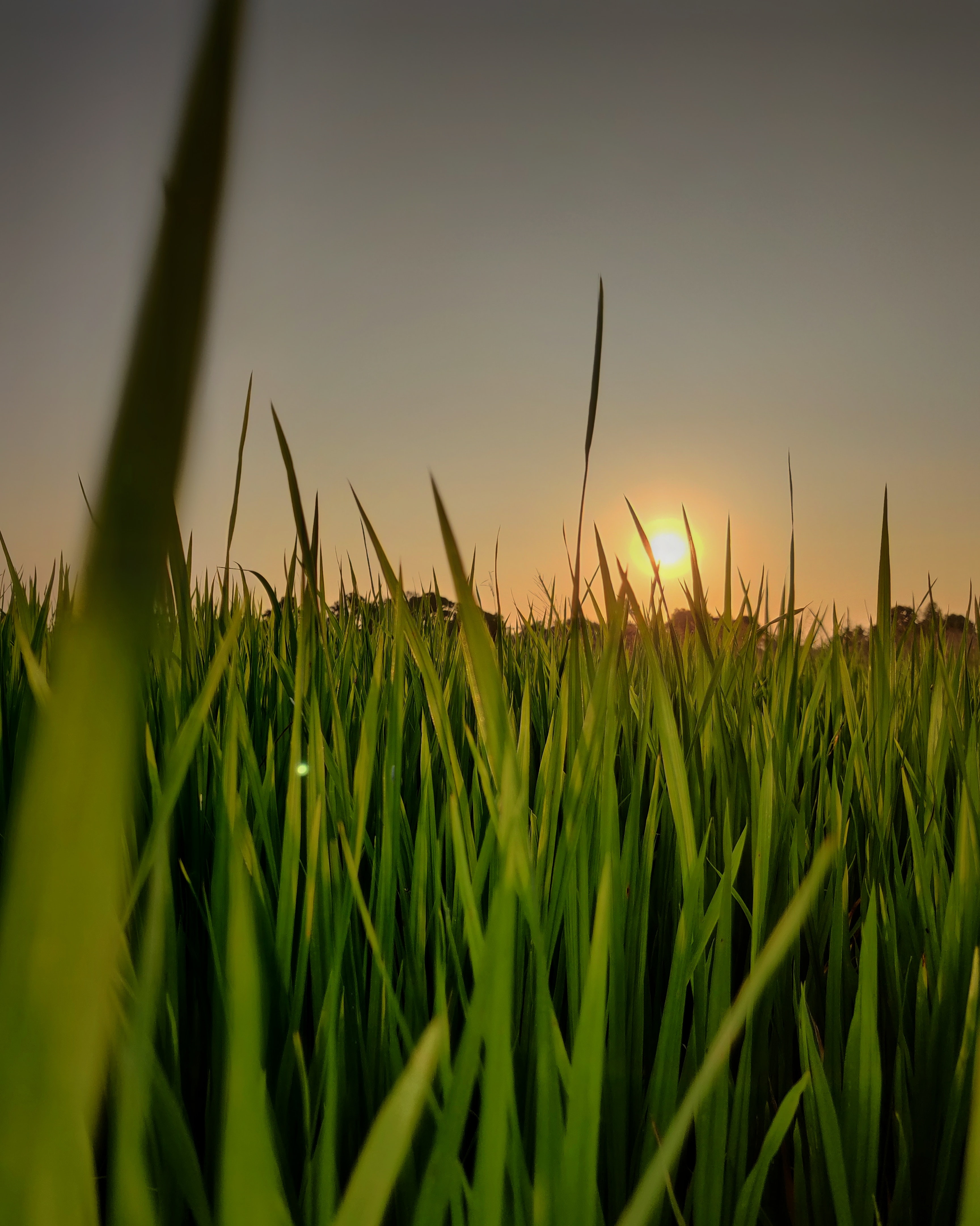 sky, sun, nature, sunset, grass Smartphone Background