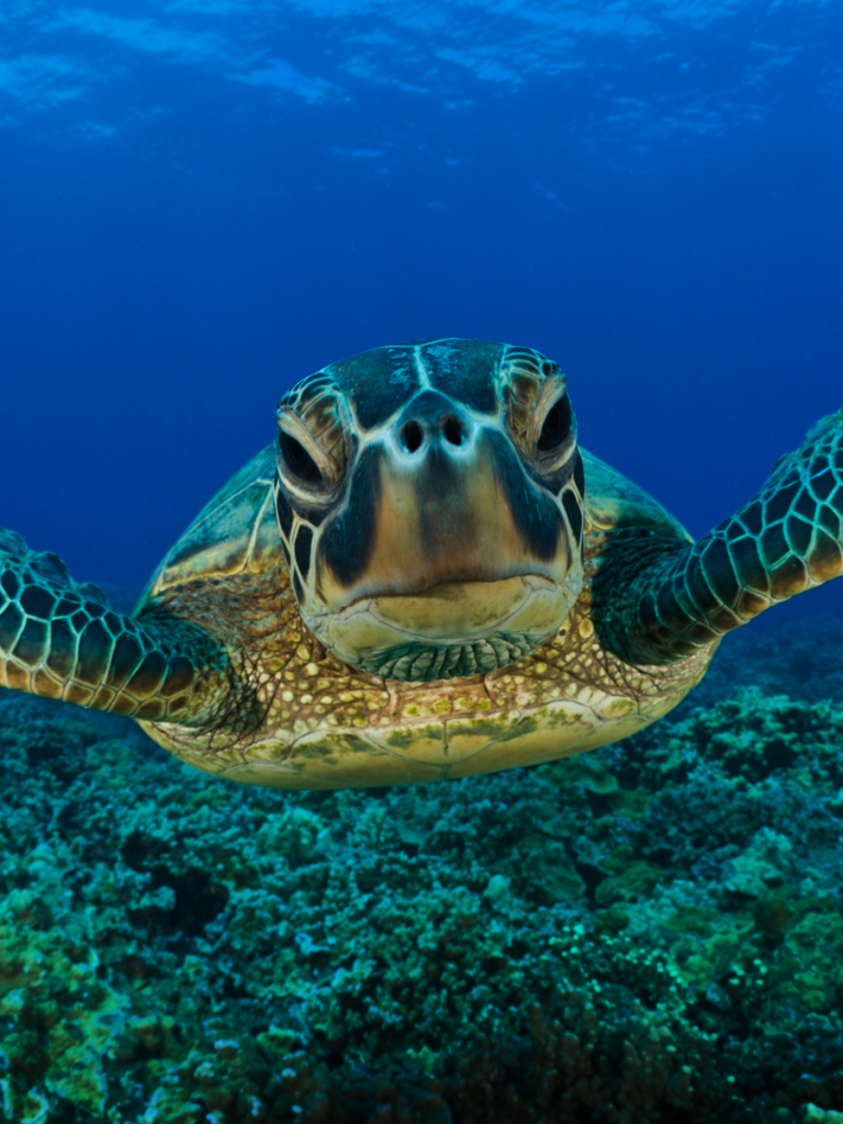 animal, sea turtle, turtle, turtles