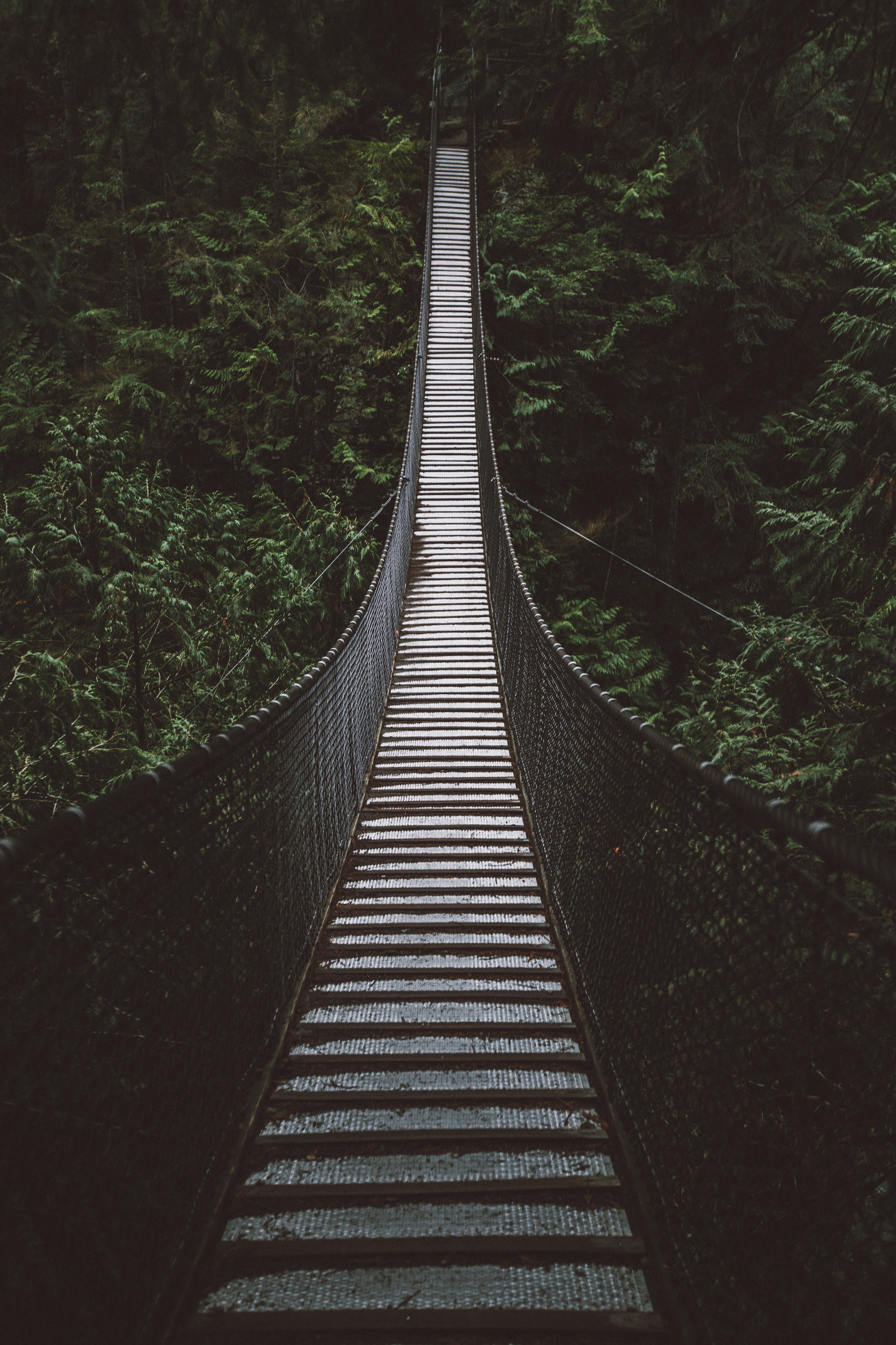 nature, trees, forest, height, bridge, cable bridge, rope bridge, suspension bridge HD wallpaper