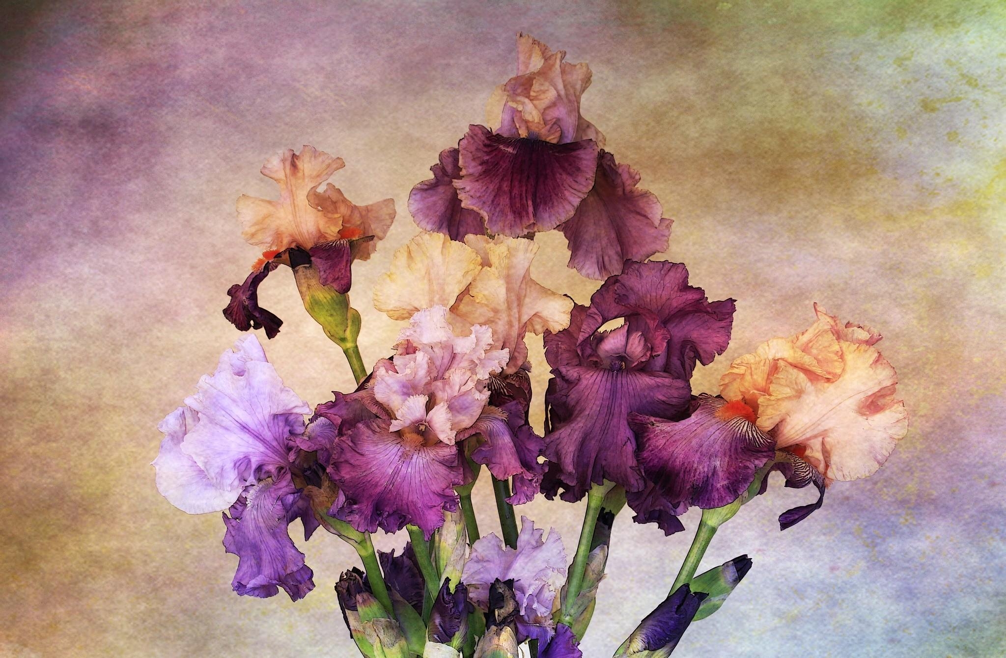 Handy-Wallpaper Hintergrund, Blumen, Strauß, Bouquet, Schwertlilien, Irises kostenlos herunterladen.