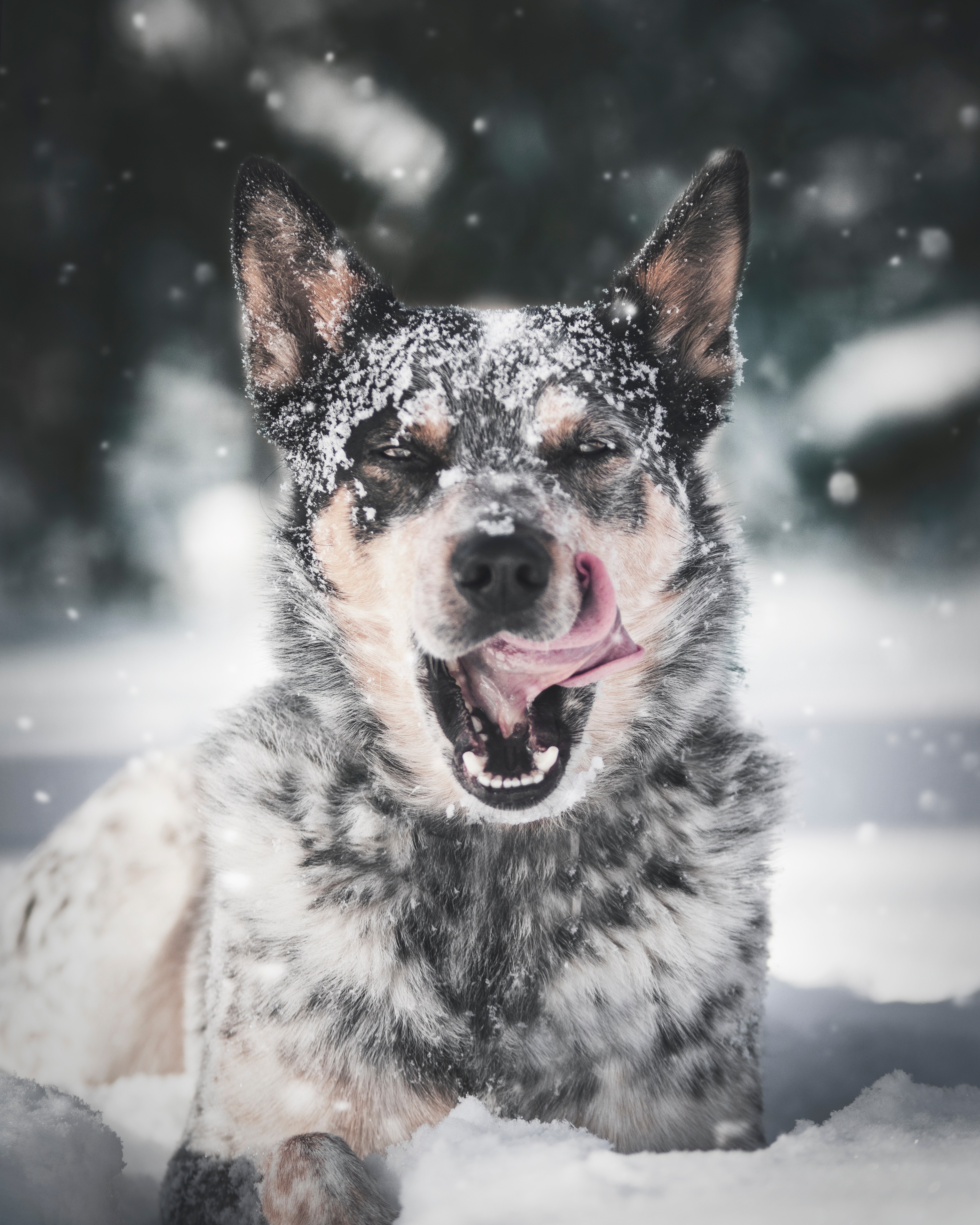 81010 download wallpaper animals, snow, dog, protruding tongue, tongue stuck out screensavers and pictures for free