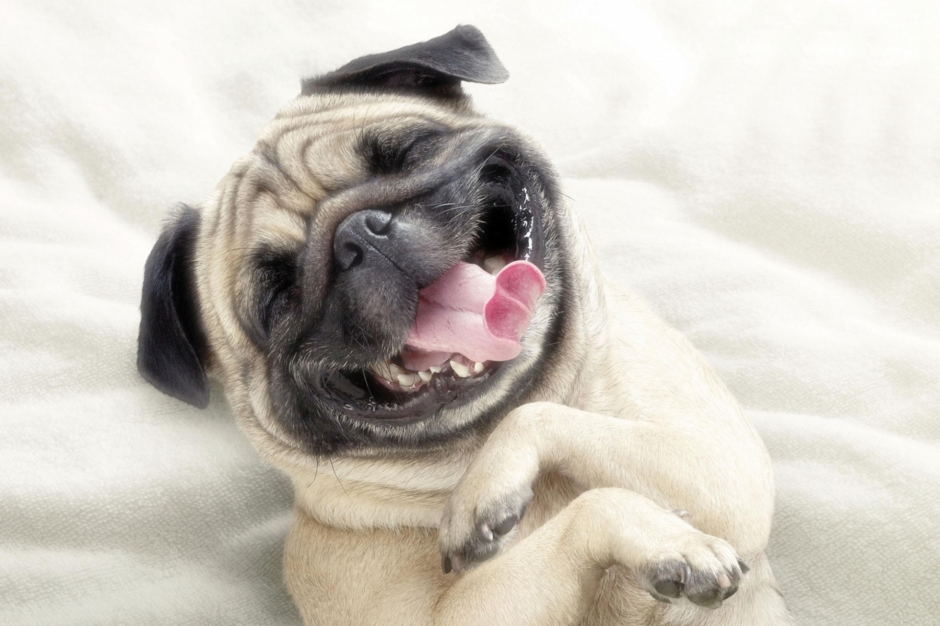 muzzle, animals, dog, protruding tongue, tongue stuck out, pug, satisfied, content 4K