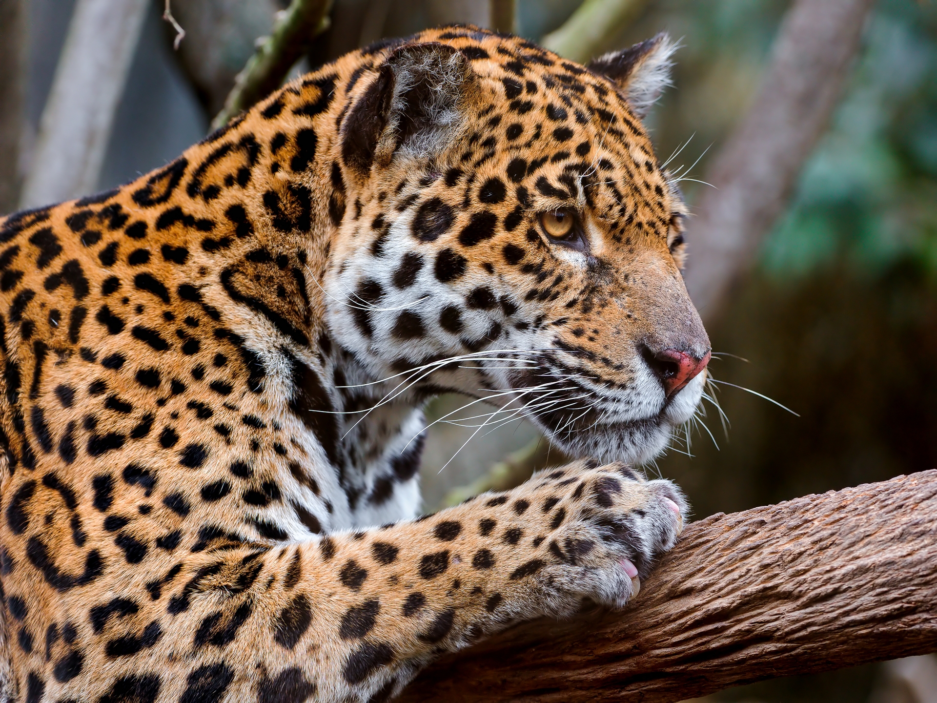 96803 Bild herunterladen tiere, jaguar, schnauze, gefleckt, fleckig, raubtier, predator, sicht, meinung - Hintergrundbilder und Bildschirmschoner kostenlos