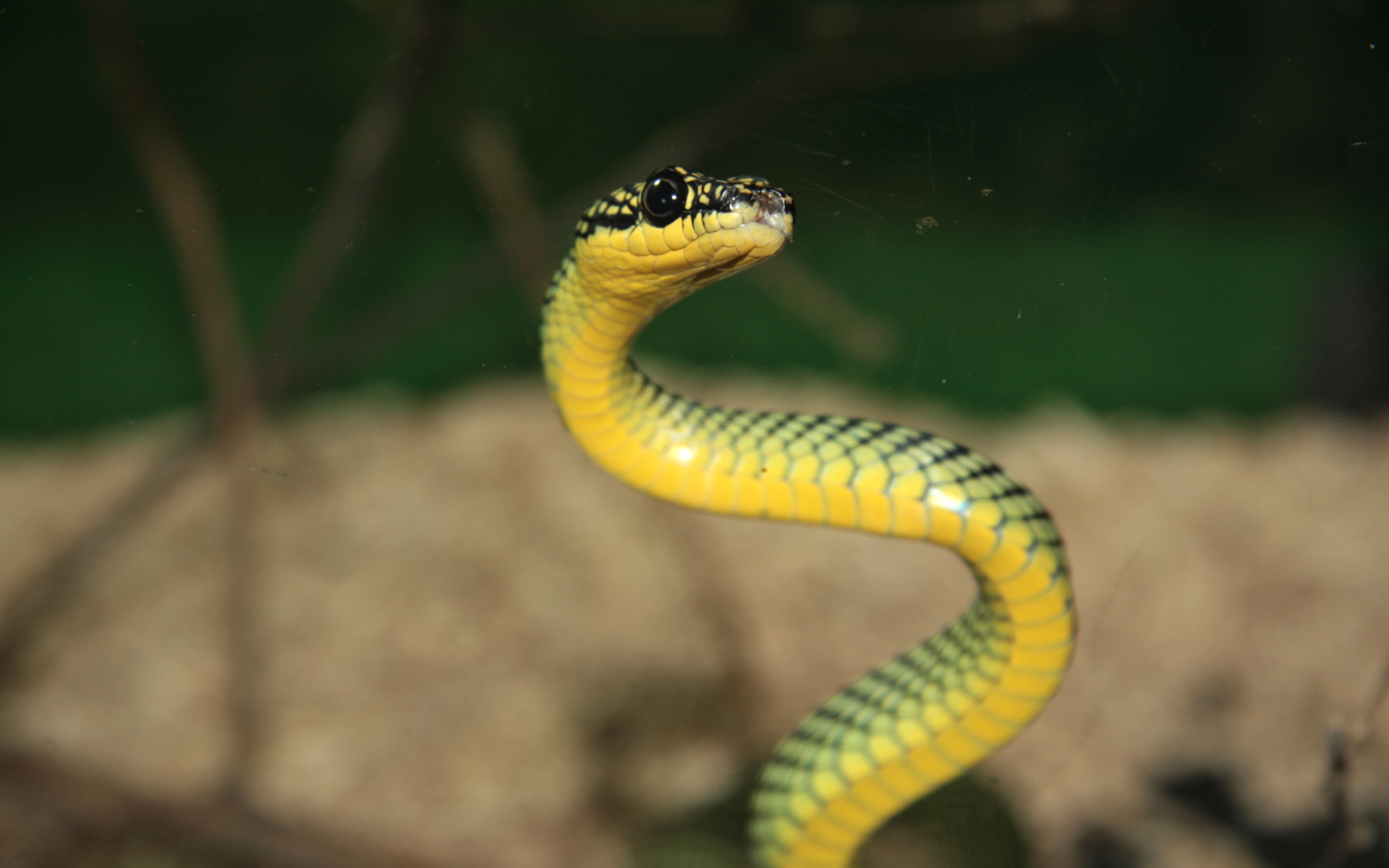 HD desktop wallpaper: Animal, Snake, Reptiles download free picture #174353