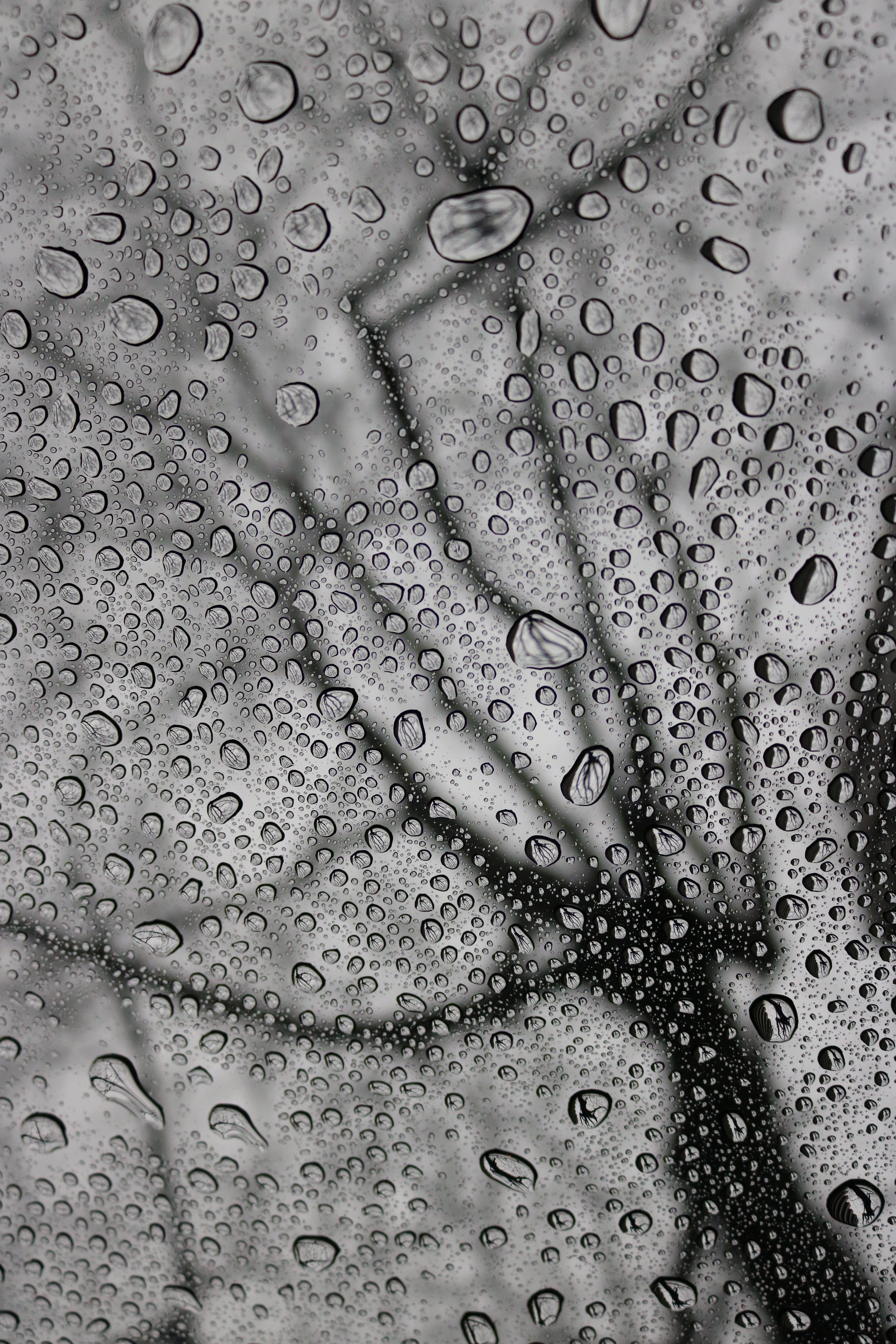 drops, macro, rain, bw Cell Phone Image